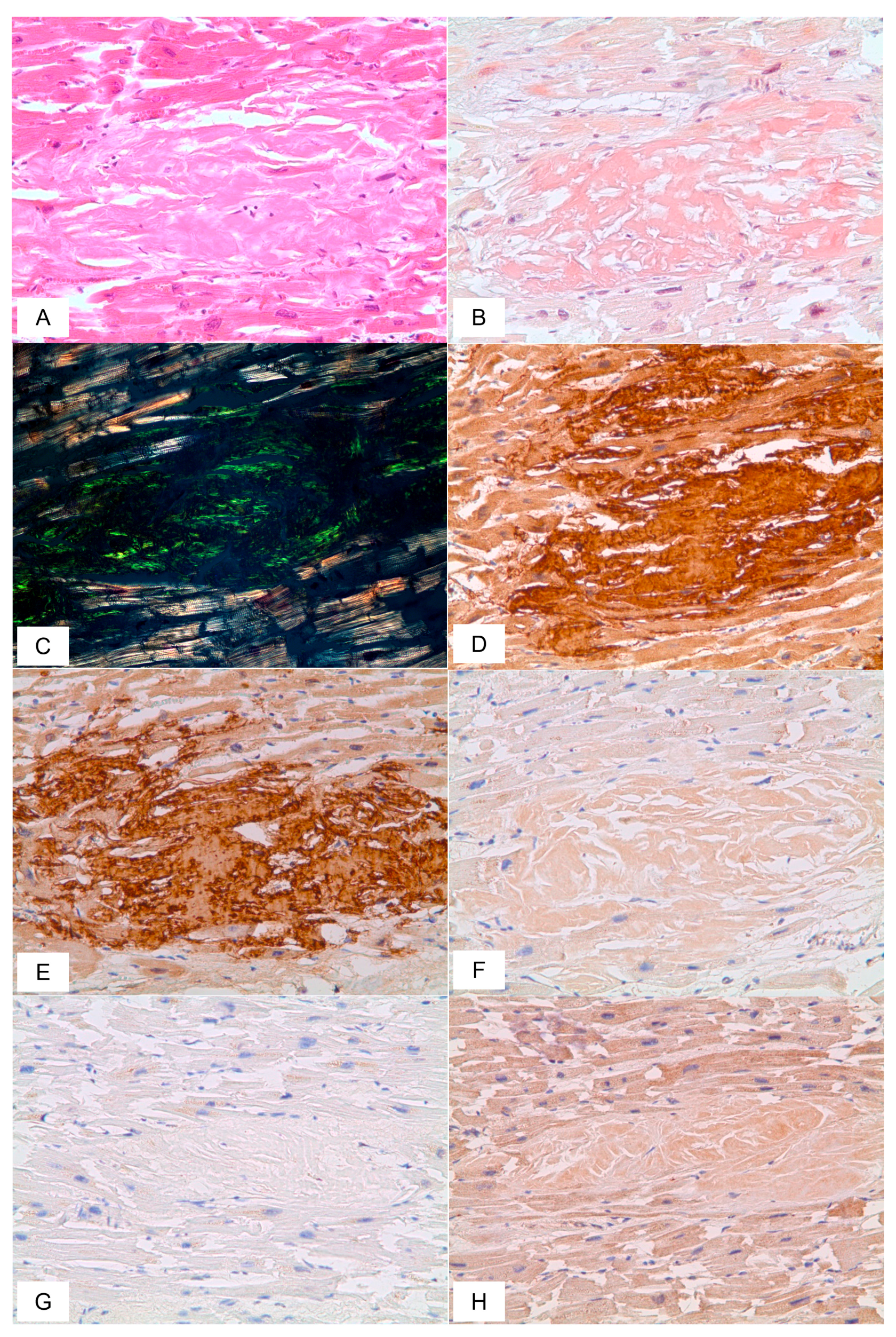 Biomedicines 11 02811 g007