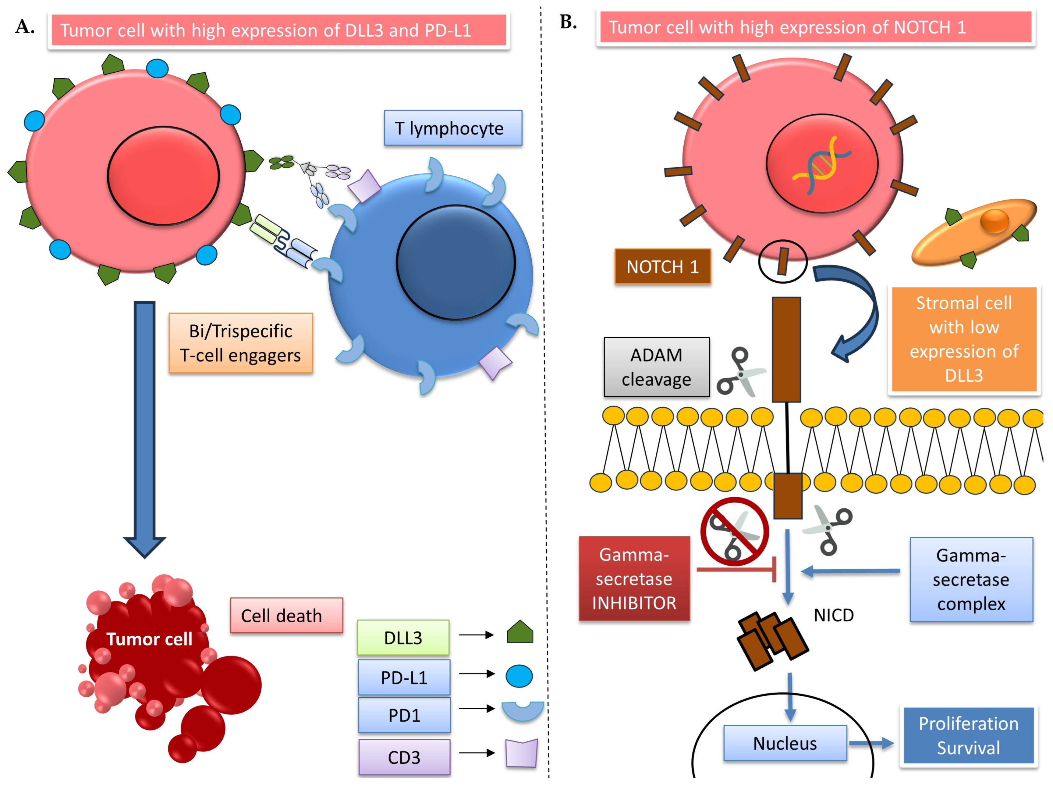 Biomedicines 11 02812 g005