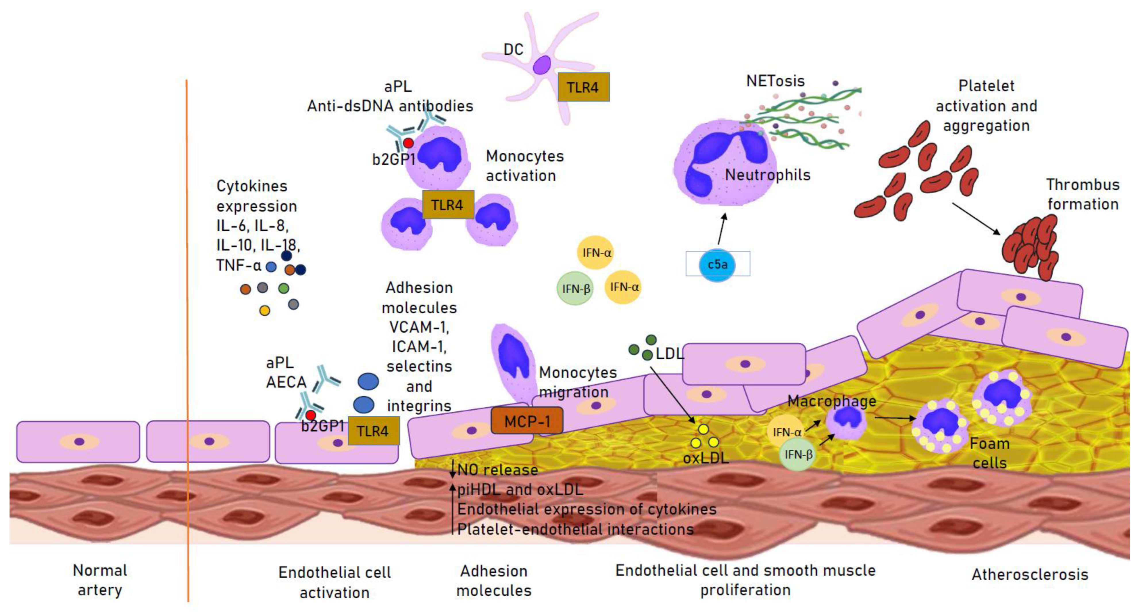 Biomedicines 11 02814 g001 Biomedicines 11 02814 g001
