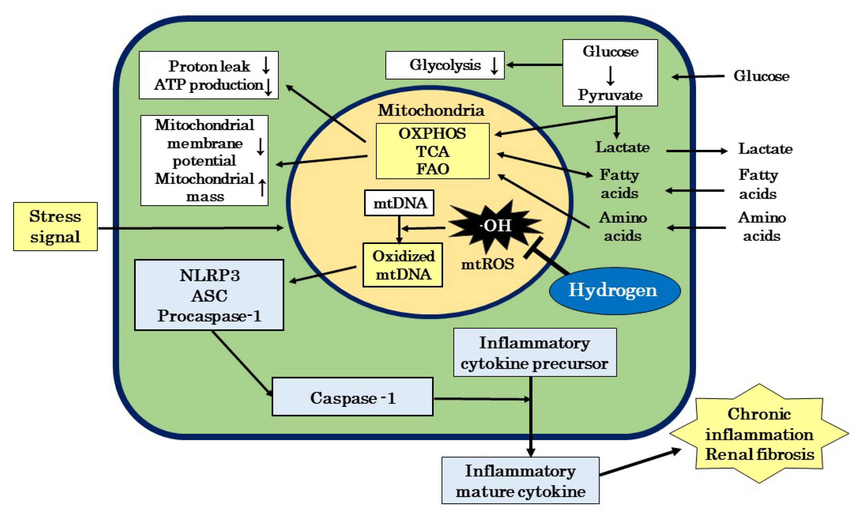 minato Clinical Use and Treatment Mechanism of Molecular Hydrogen