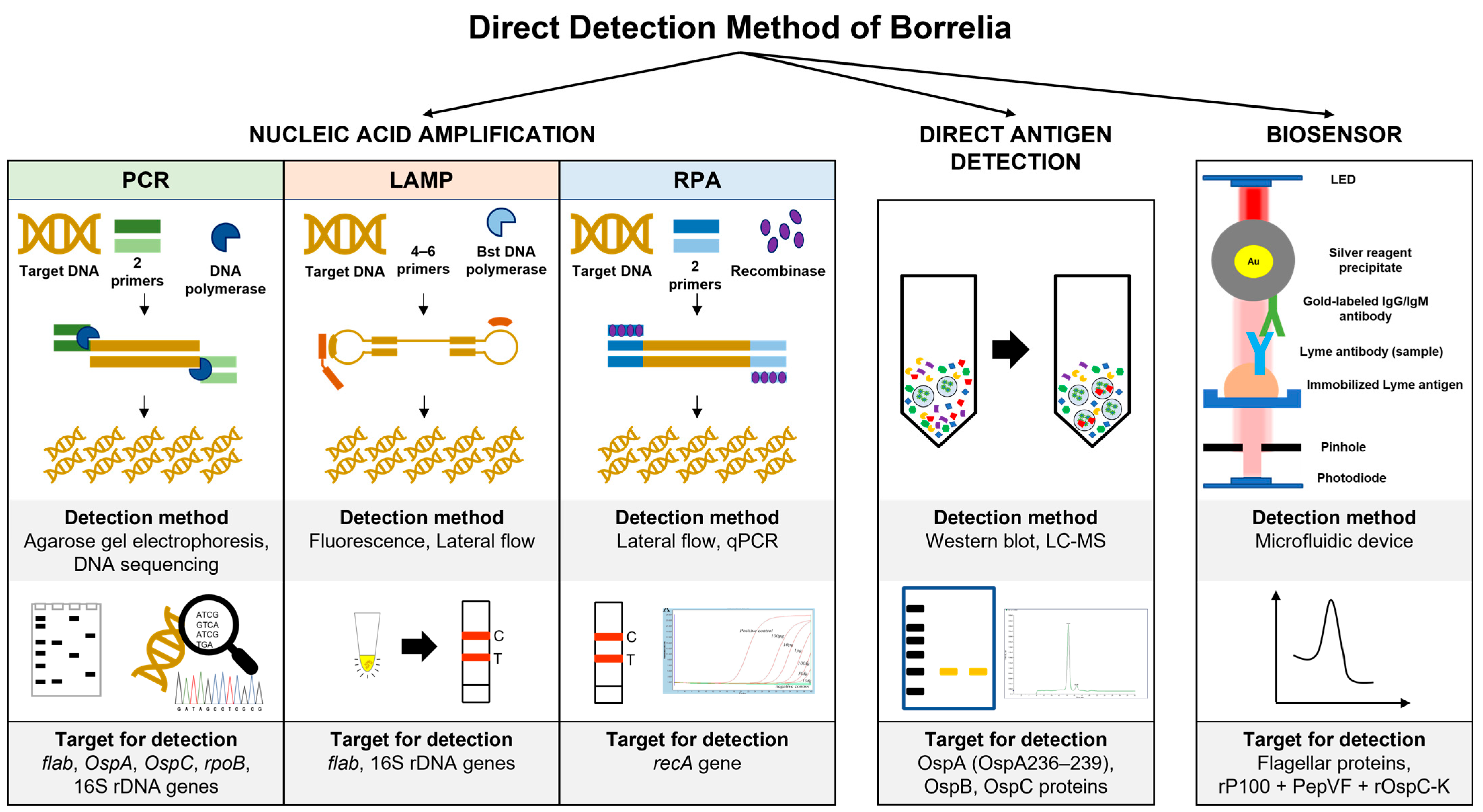 Biomedicines 11 02818 g002