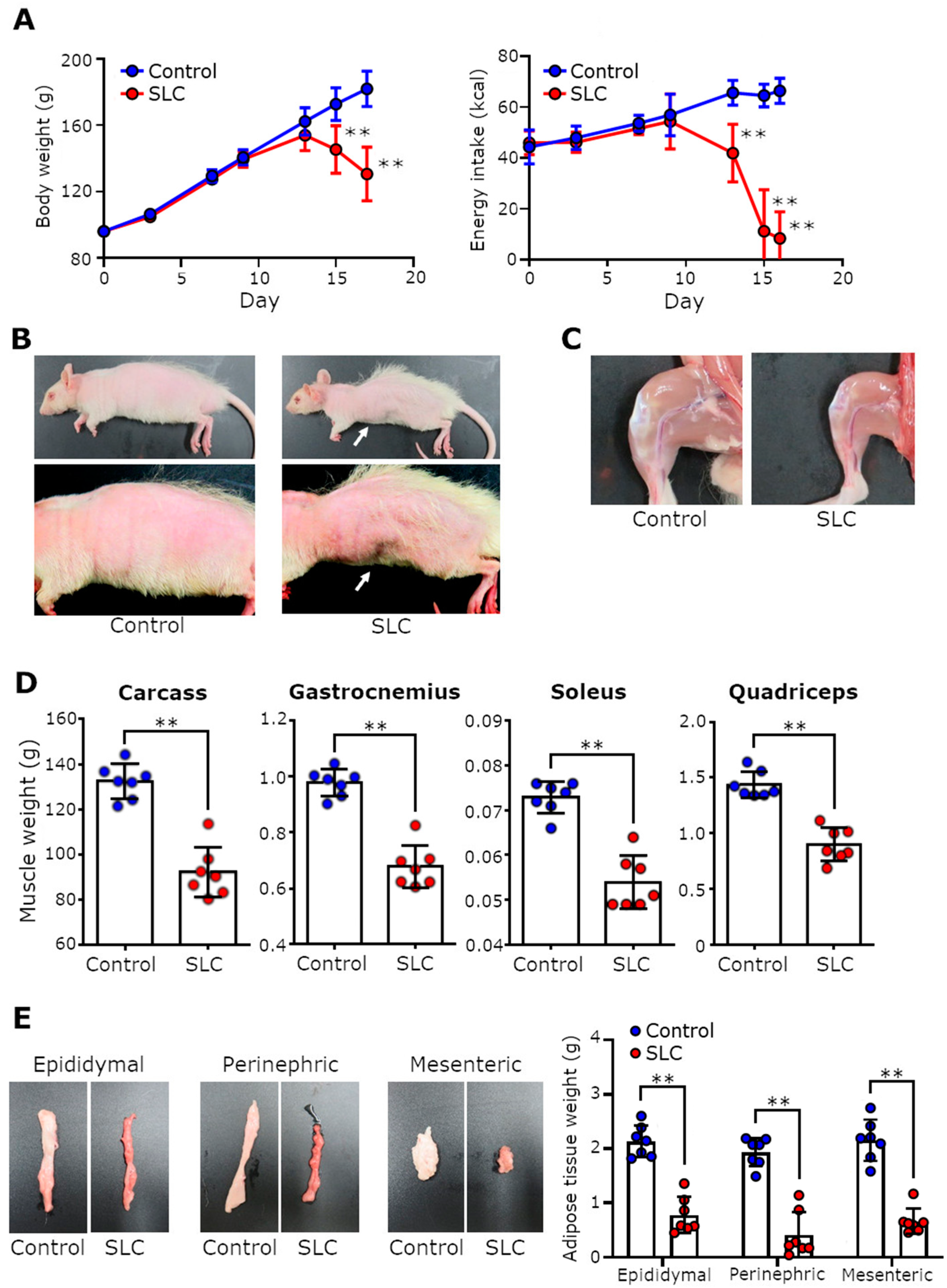 Biomedicines 11 02824 g001