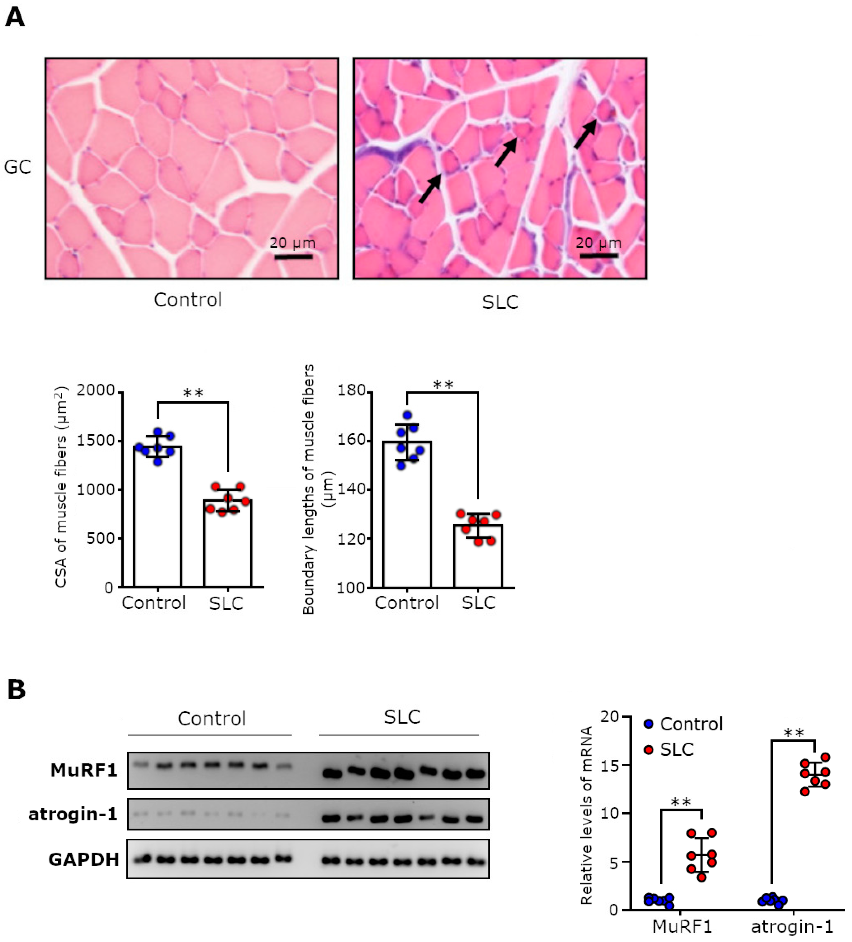 Biomedicines 11 02824 g002
