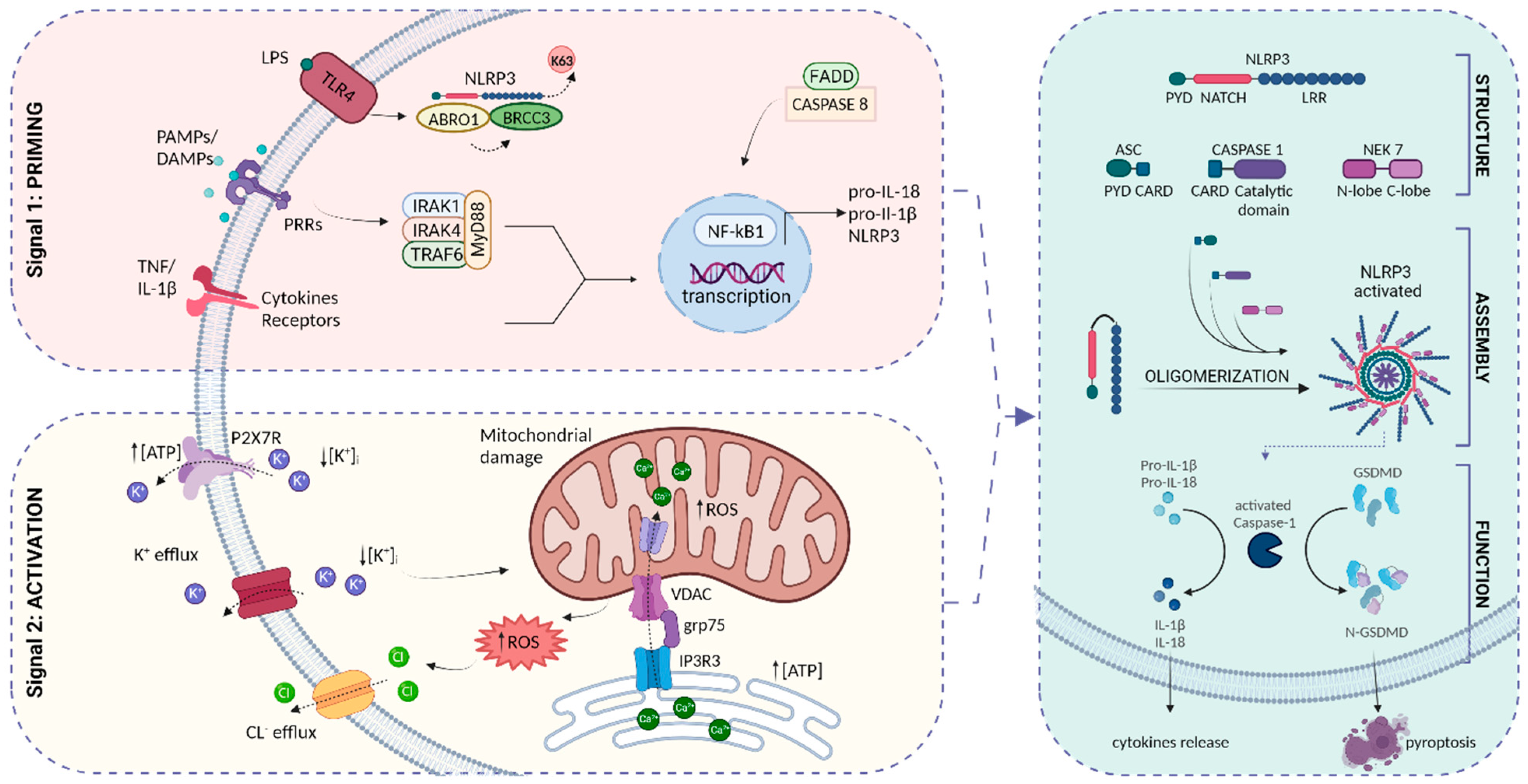 Biomedicines 11 02825 g002 Biomedicines 11 02825 g002