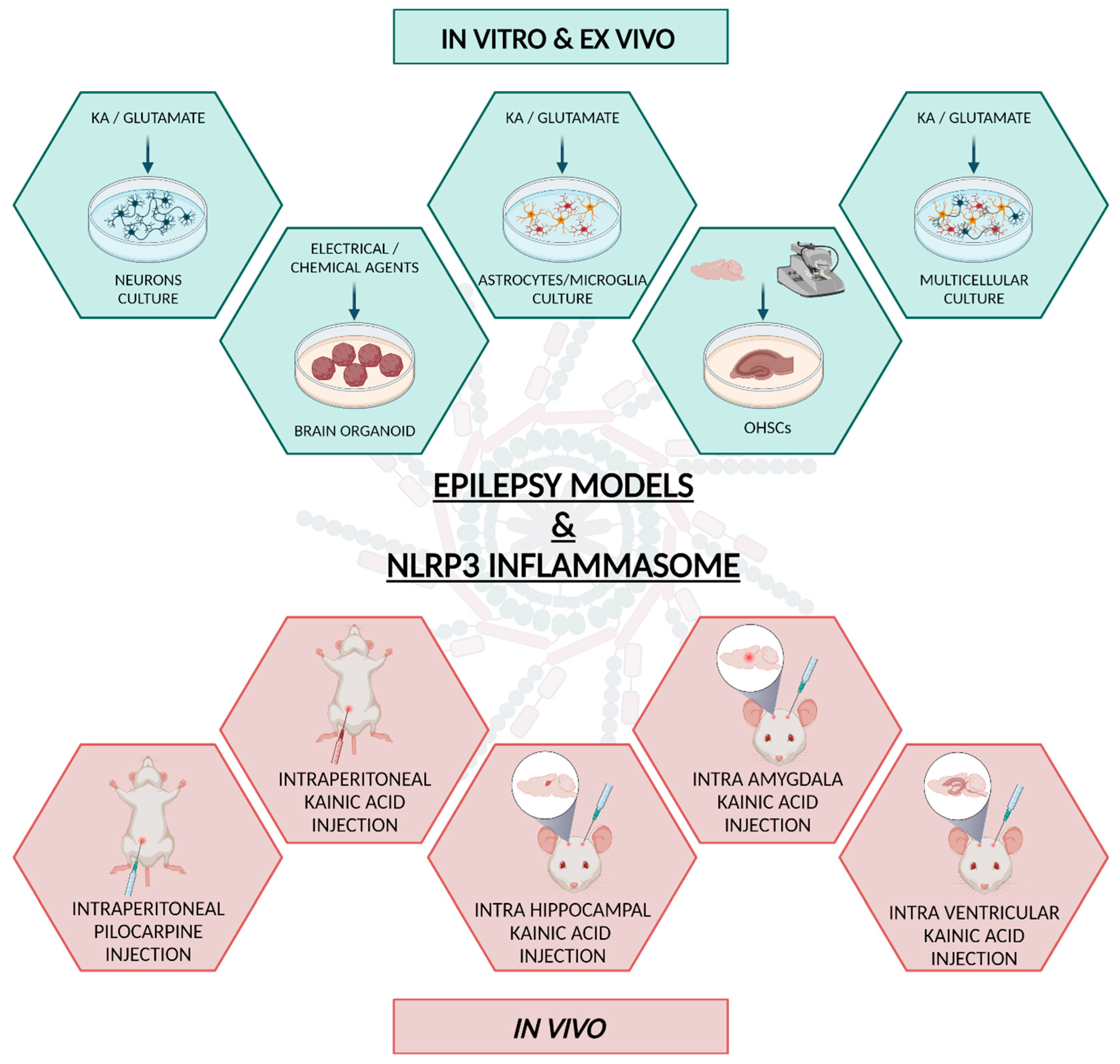 Biomedicines 11 02825 g003 Biomedicines 11 02825 g003
