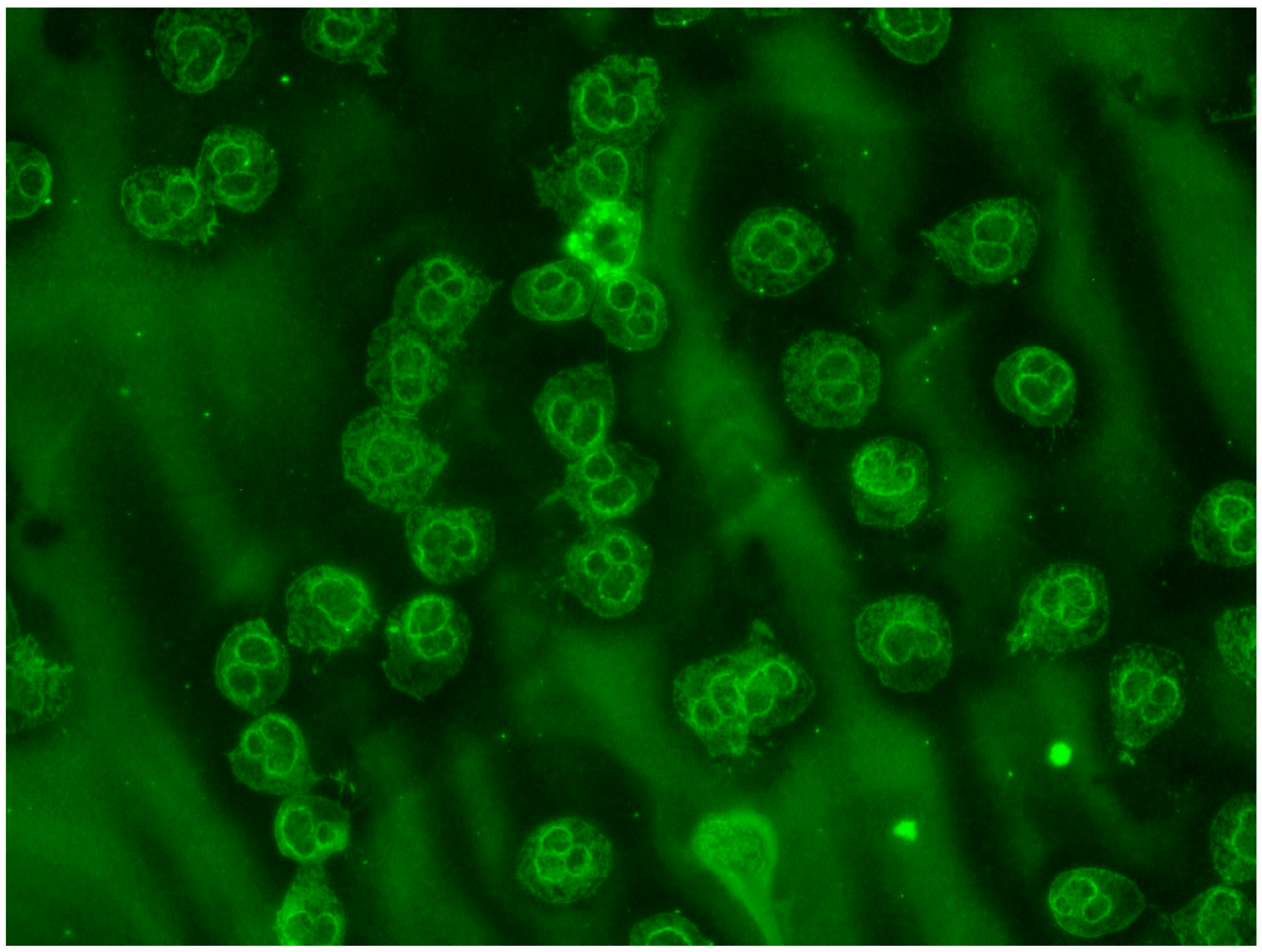 Biomedicines 11 02826 g003