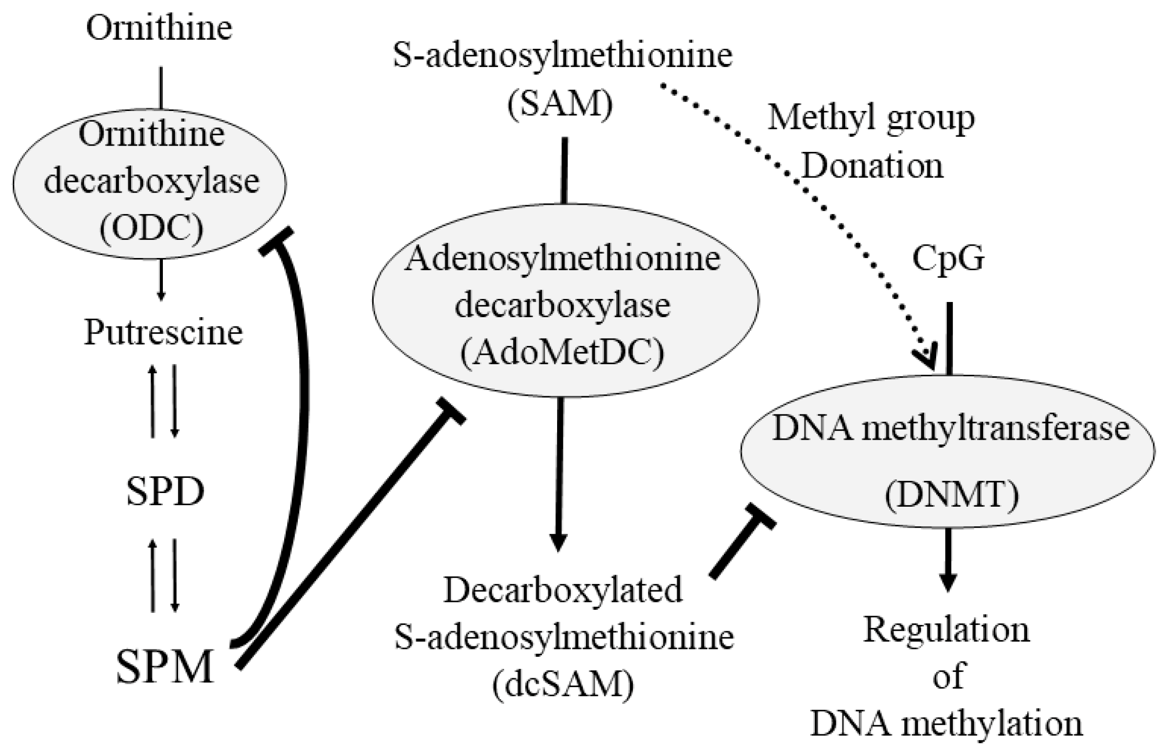 Biomedicines 11 02827 g006