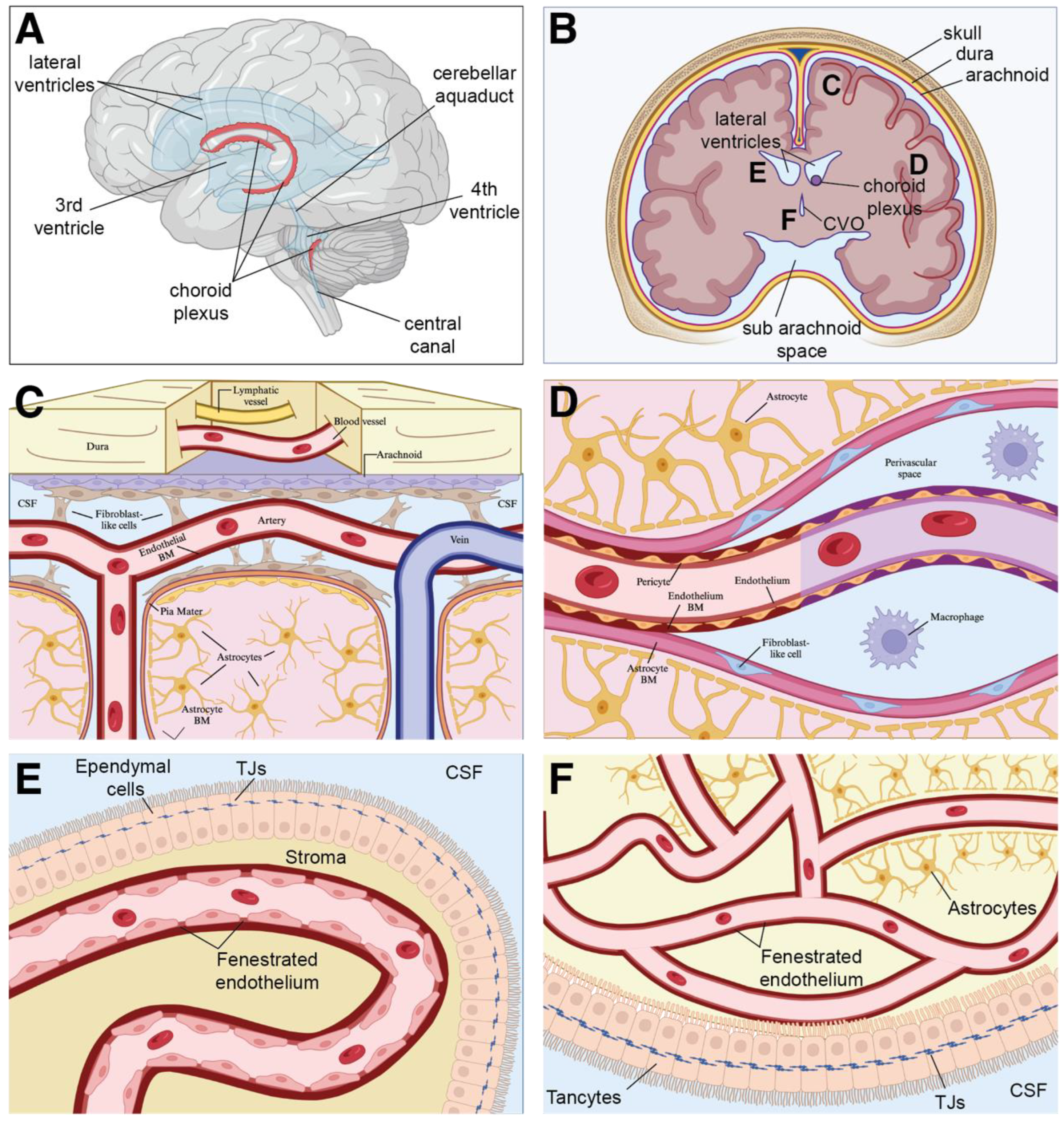 Biomedicines 11 02876 g002 Biomedicines 11 02876 g002