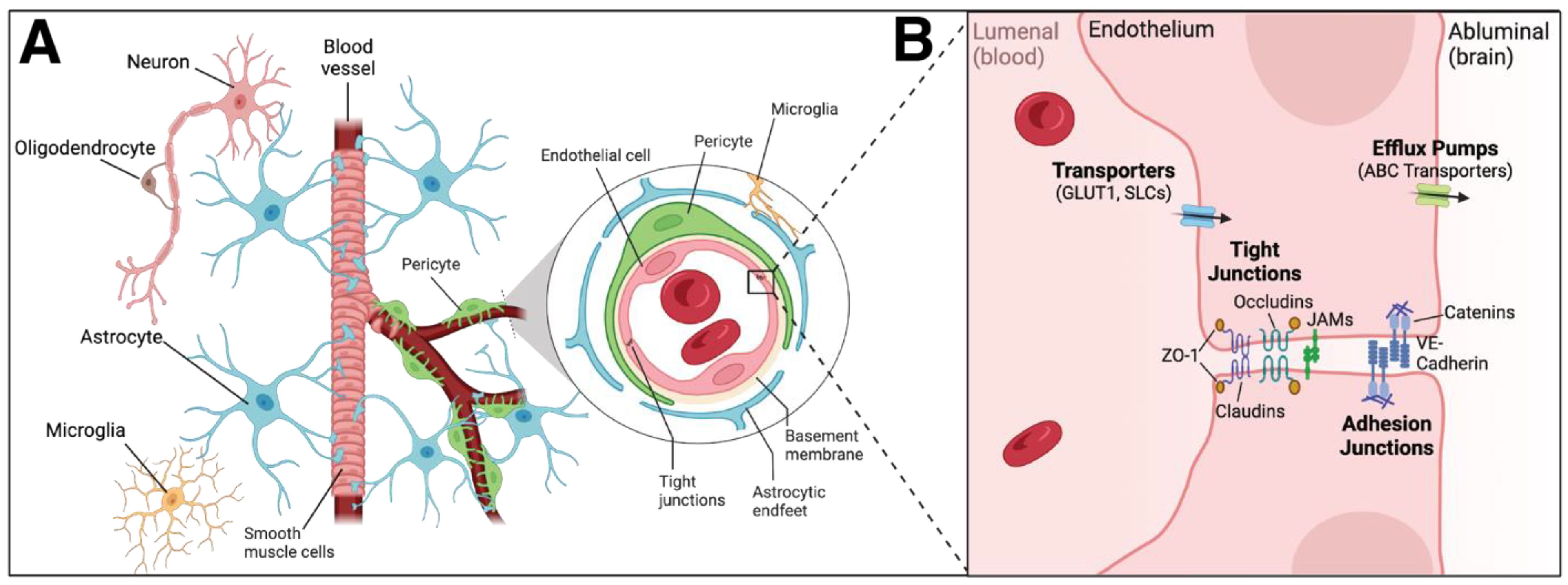 Biomedicines 11 02876 g003 Biomedicines 11 02876 g003