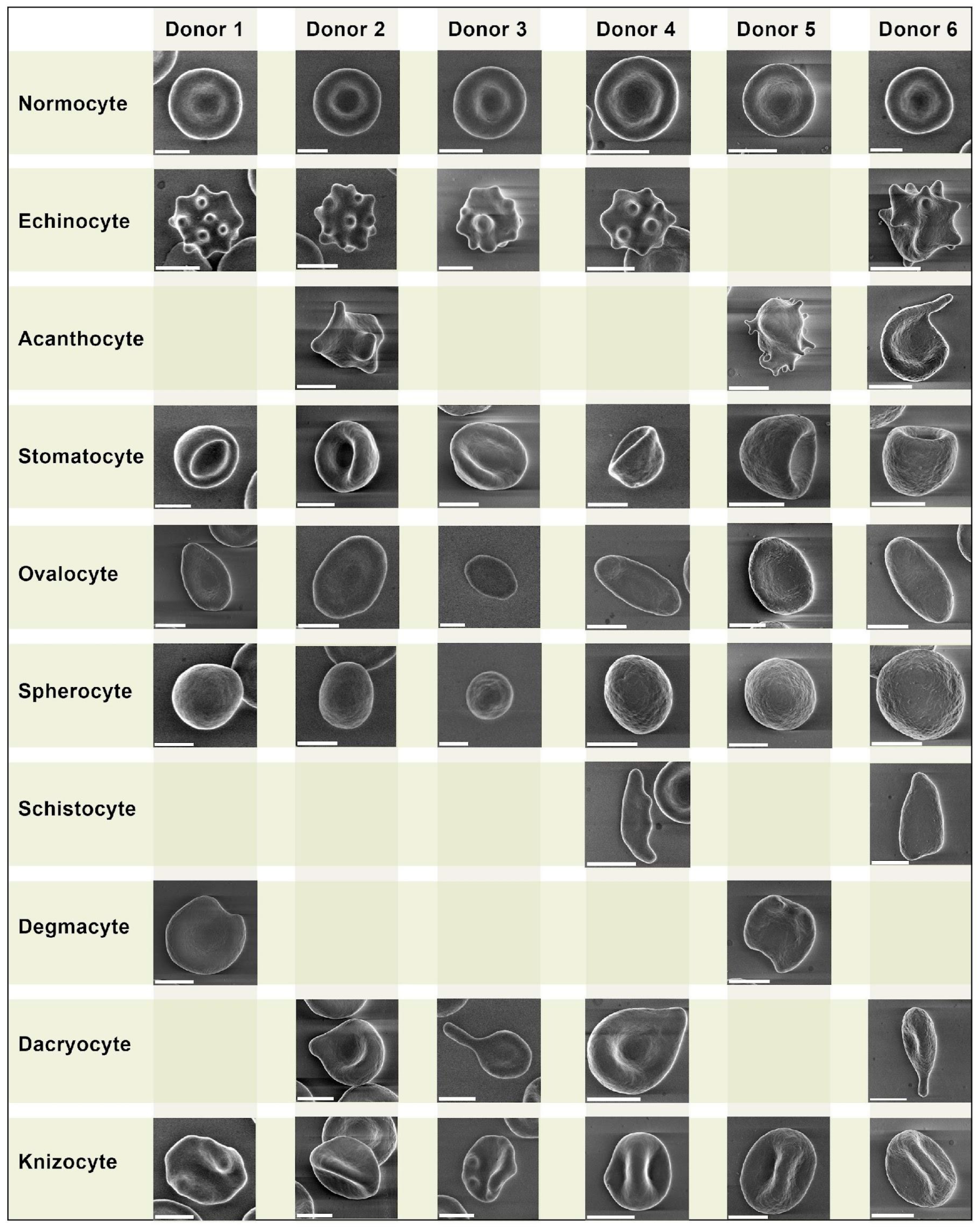 Biomedicines 11 02902 g001