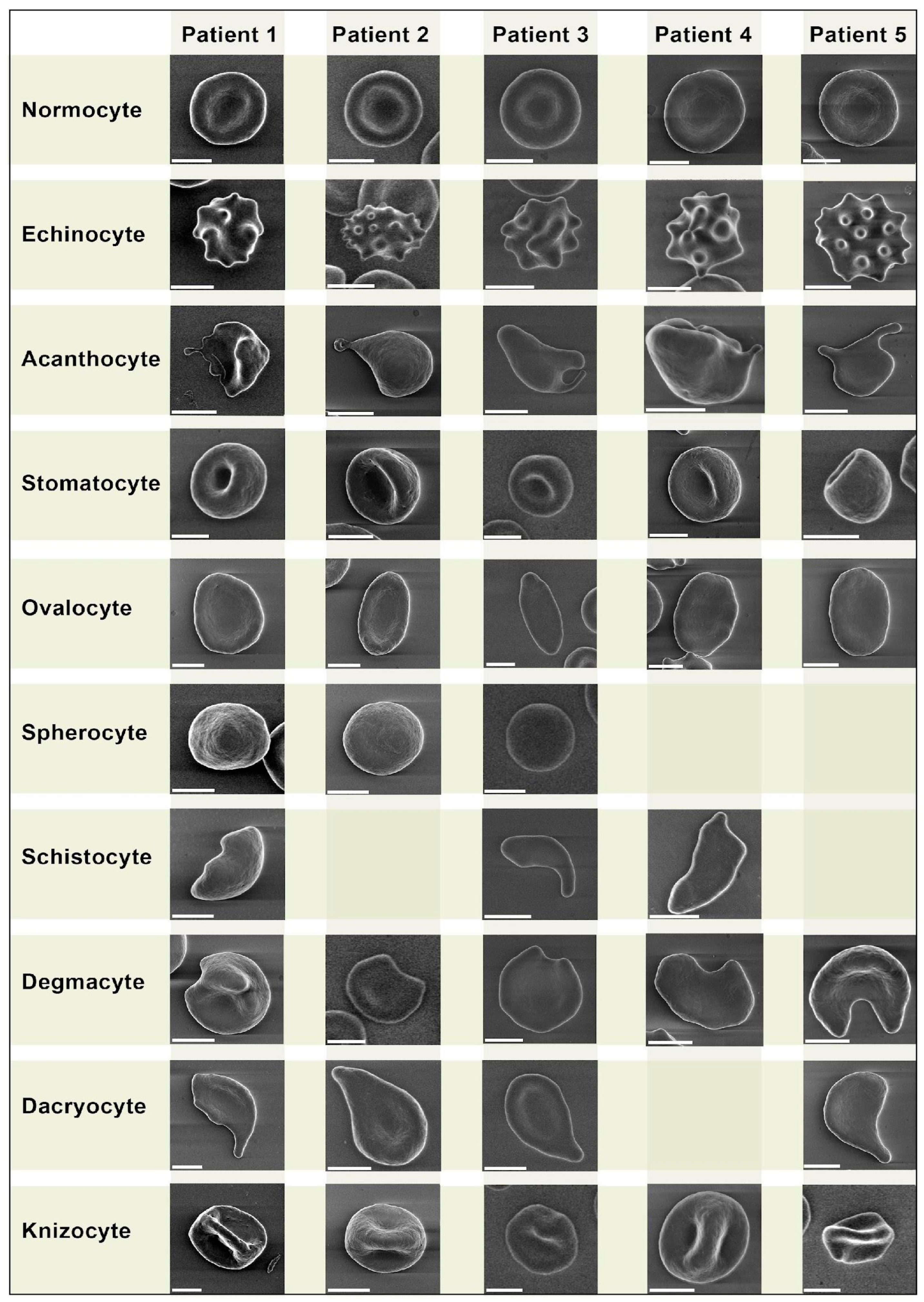 Biomedicines 11 02902 g002