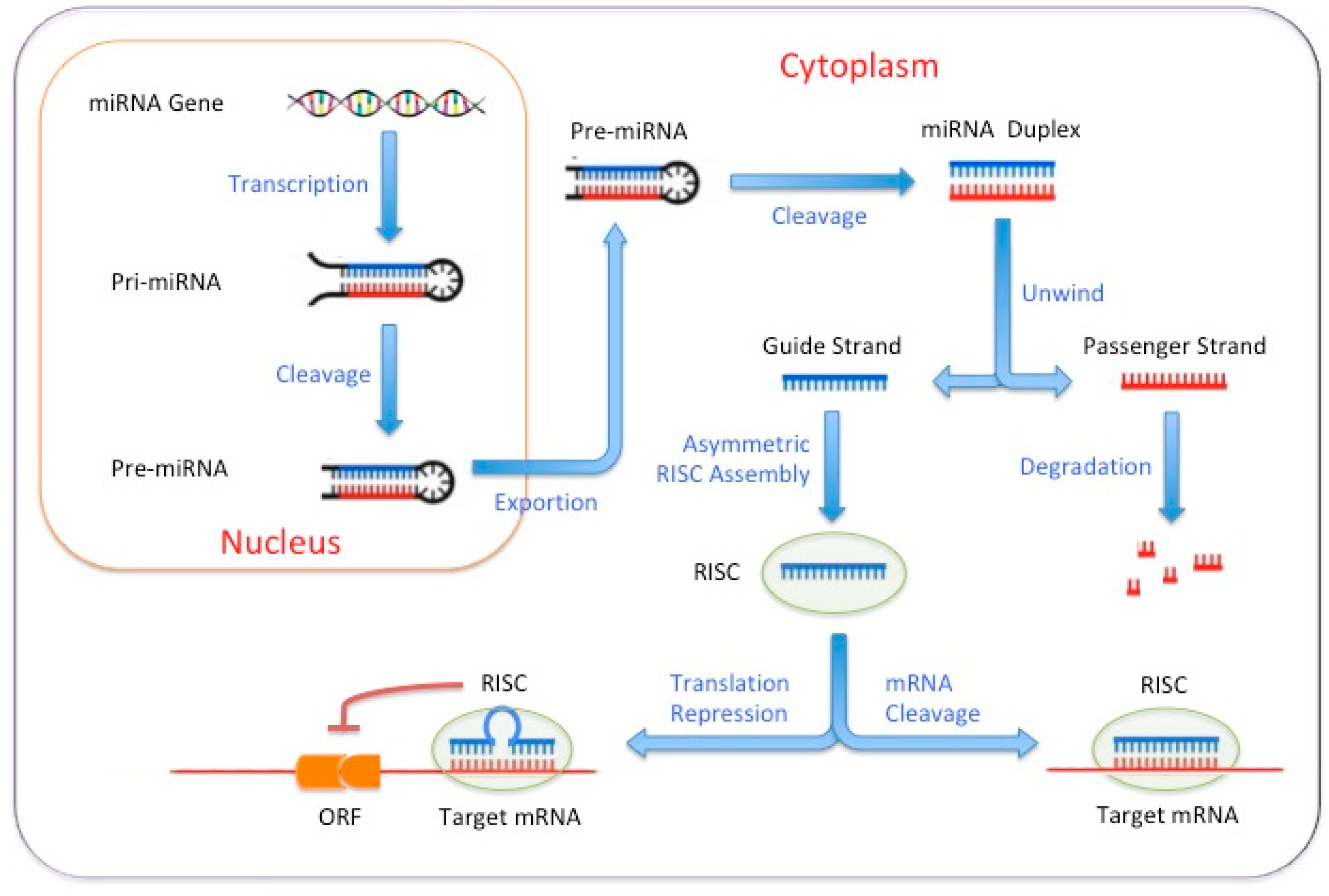 Biomedicines 11 02913 g001 Biomedicines 11 02913 g001