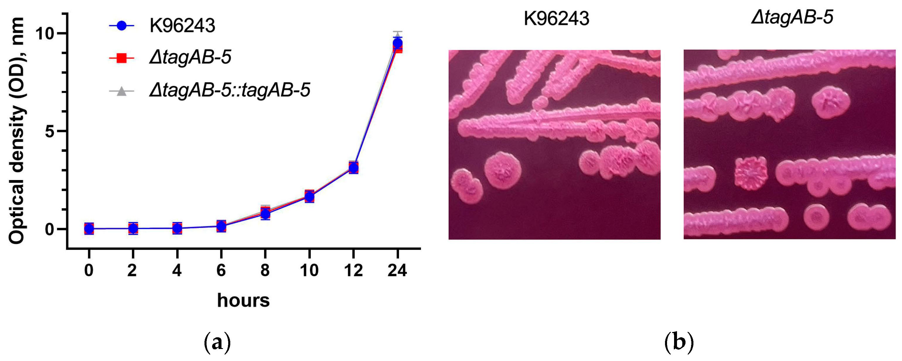 Biomedicines 11 02927 g001
