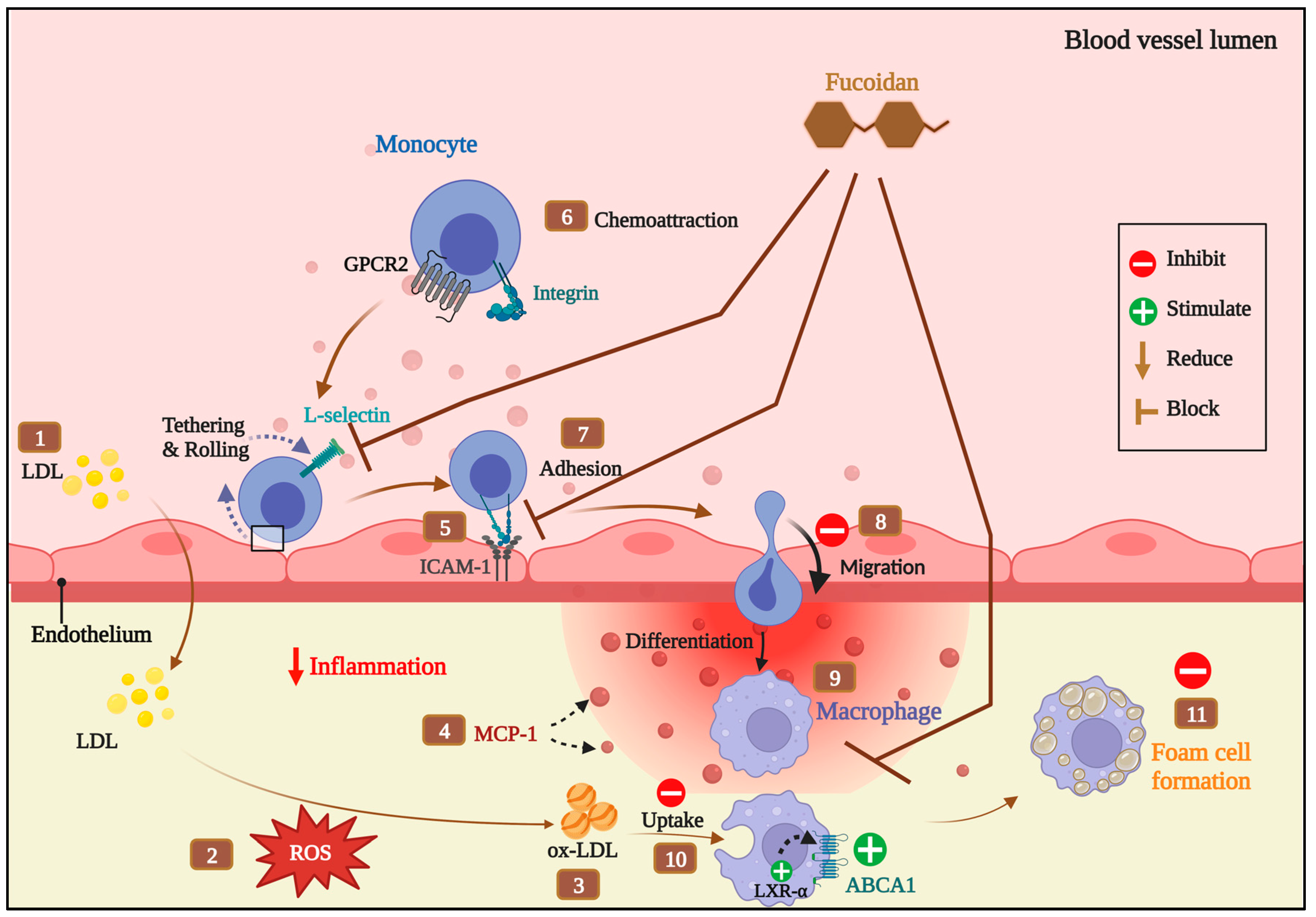 Biomedicines 11 02929 g007