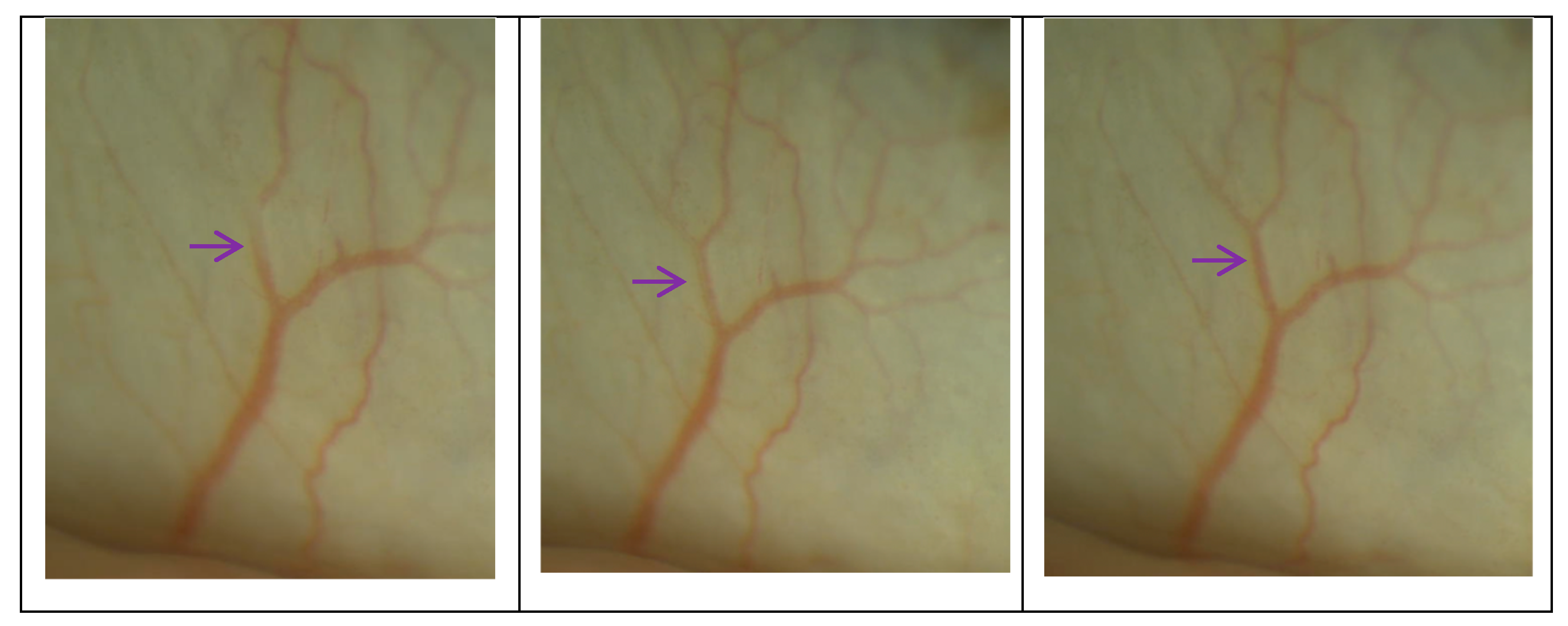 Biomedicines 11 02932 g007