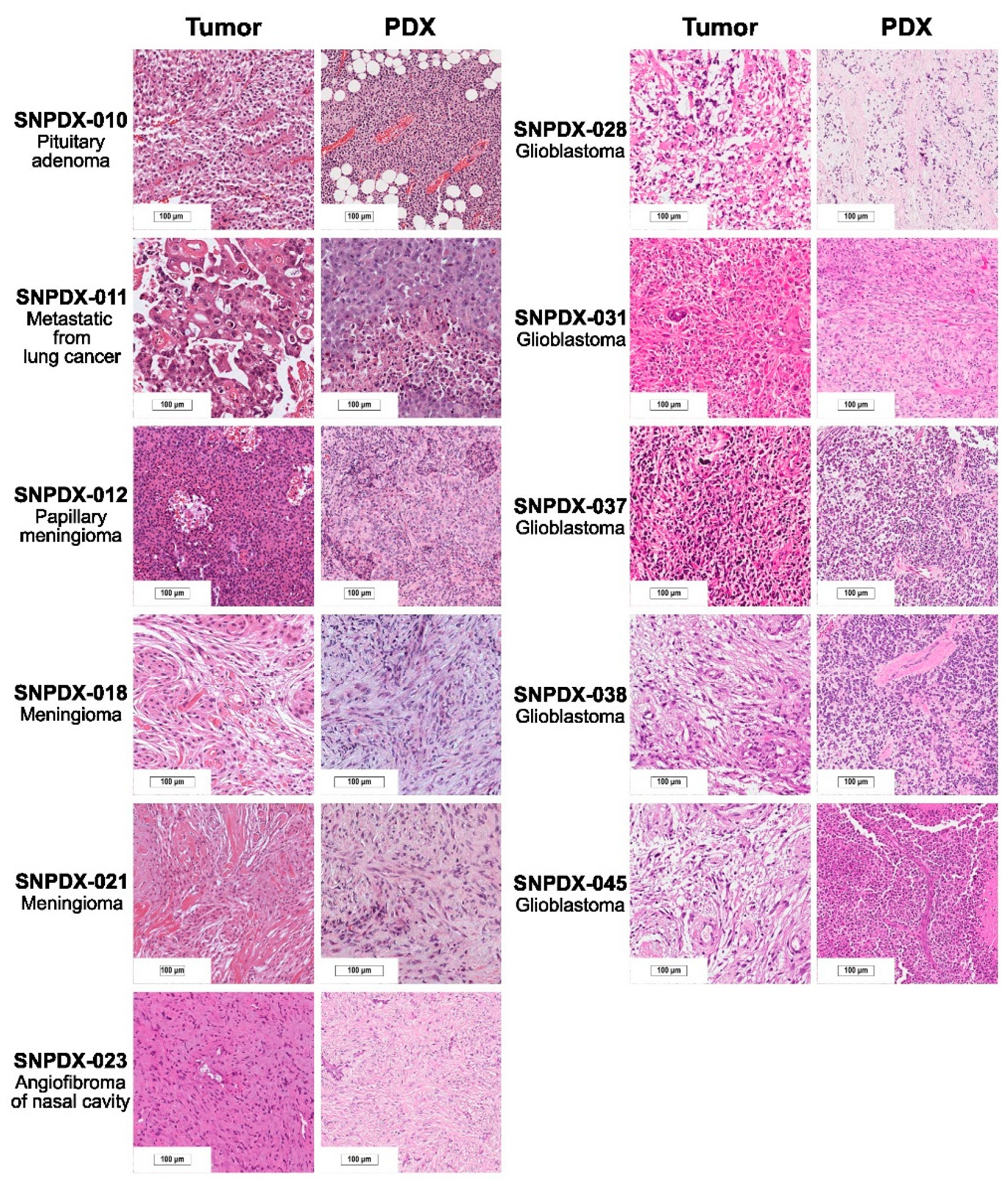 Biomedicines 11 02934 g001