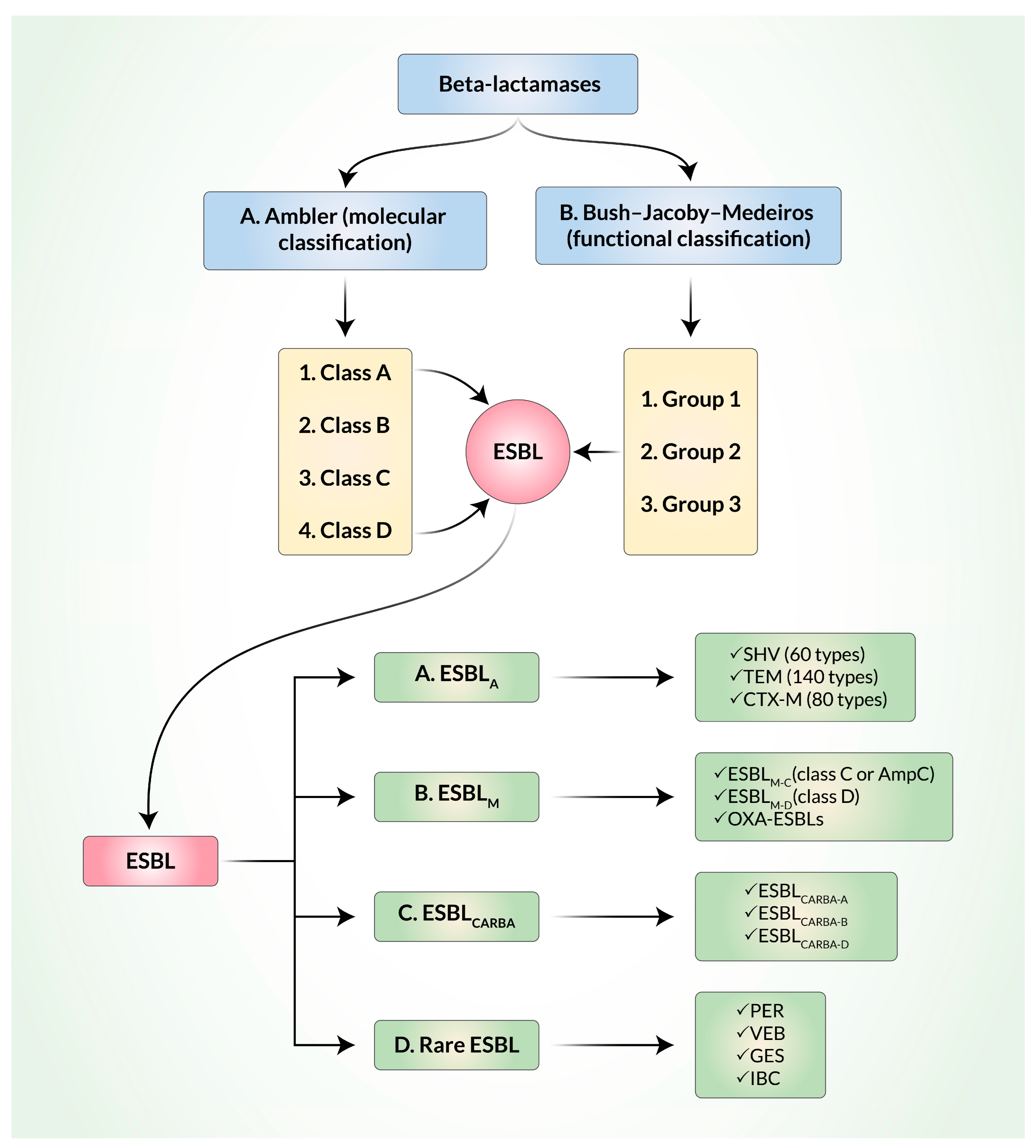 Sequence type diversity and population structure of ESBL-producing