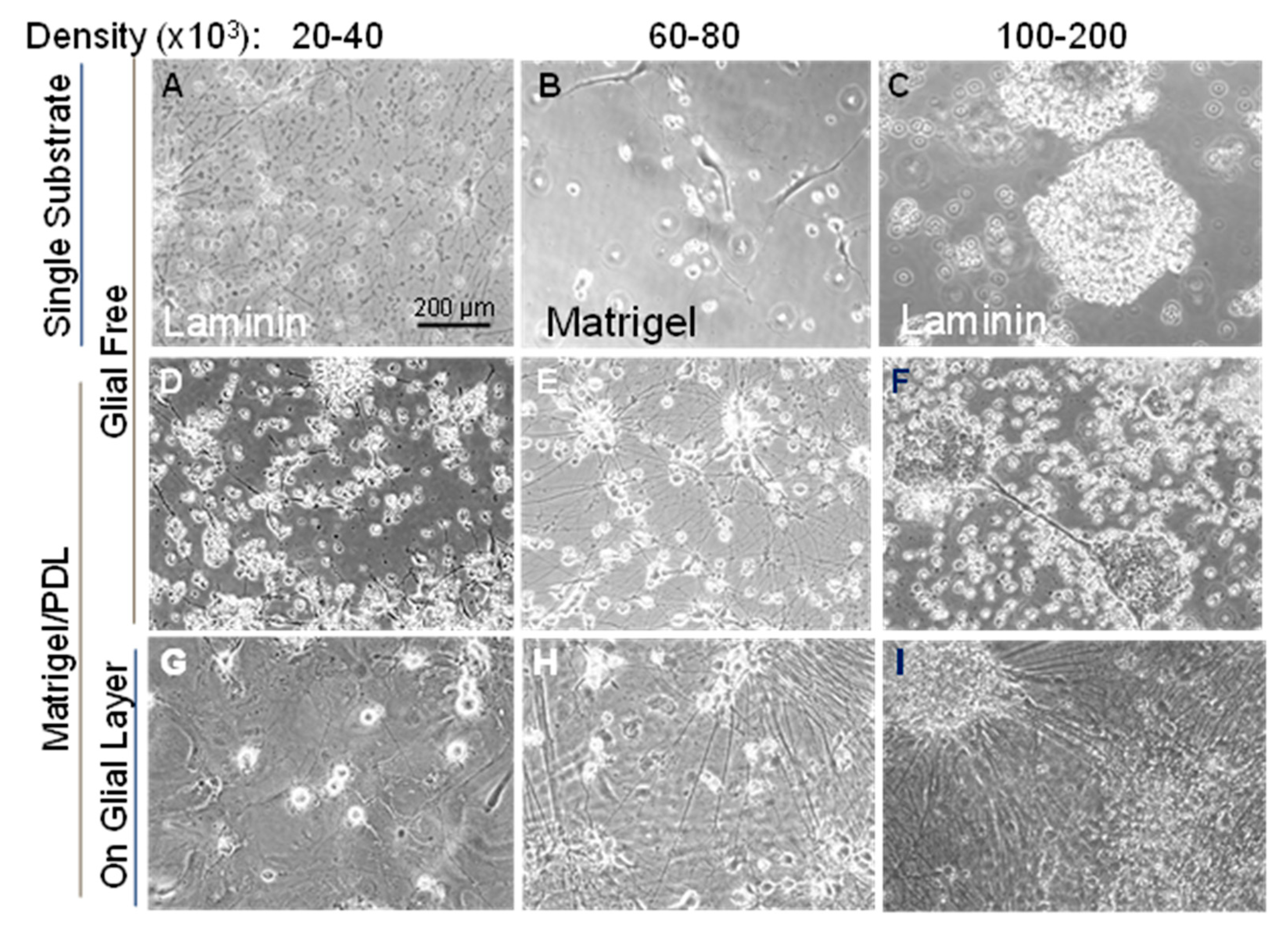 Biomedicines 11 02942 g001