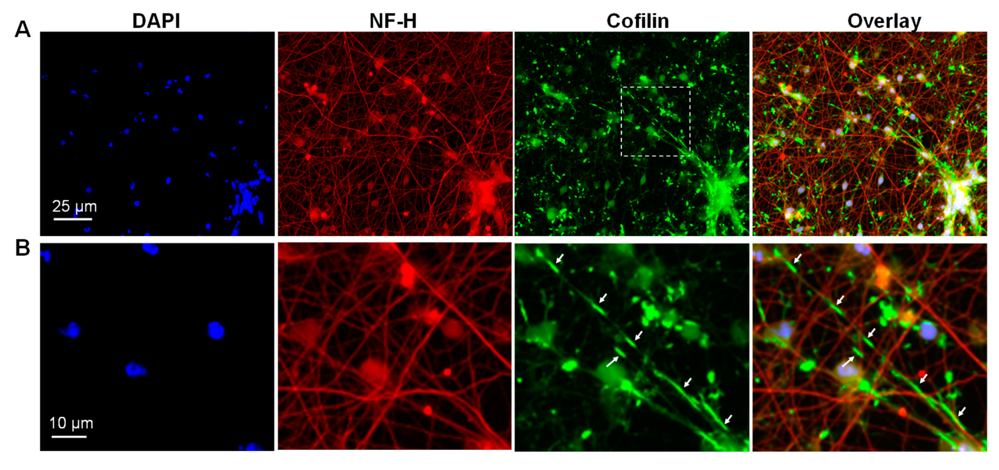 Biomedicines 11 02942 g004