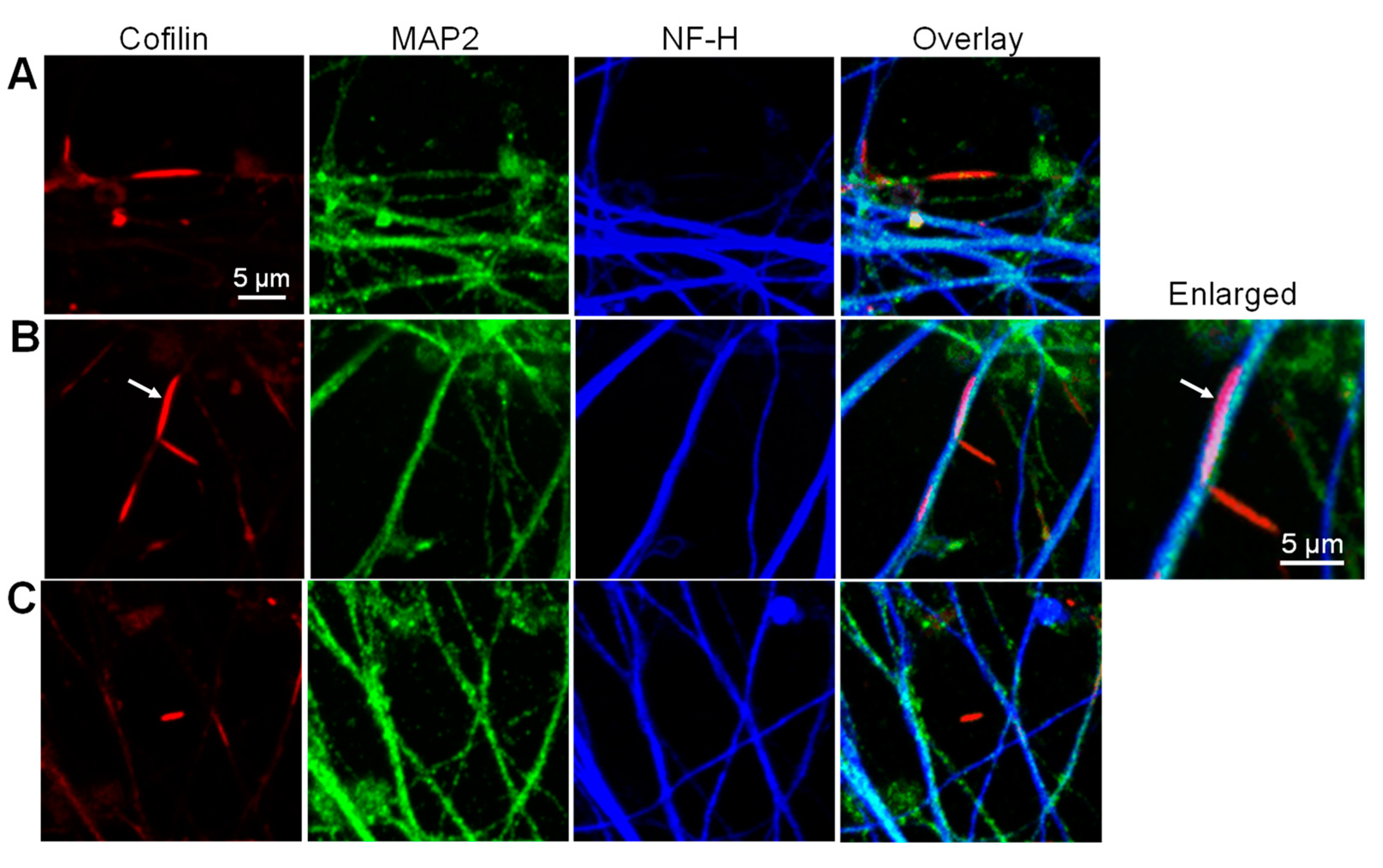 Biomedicines 11 02942 g011