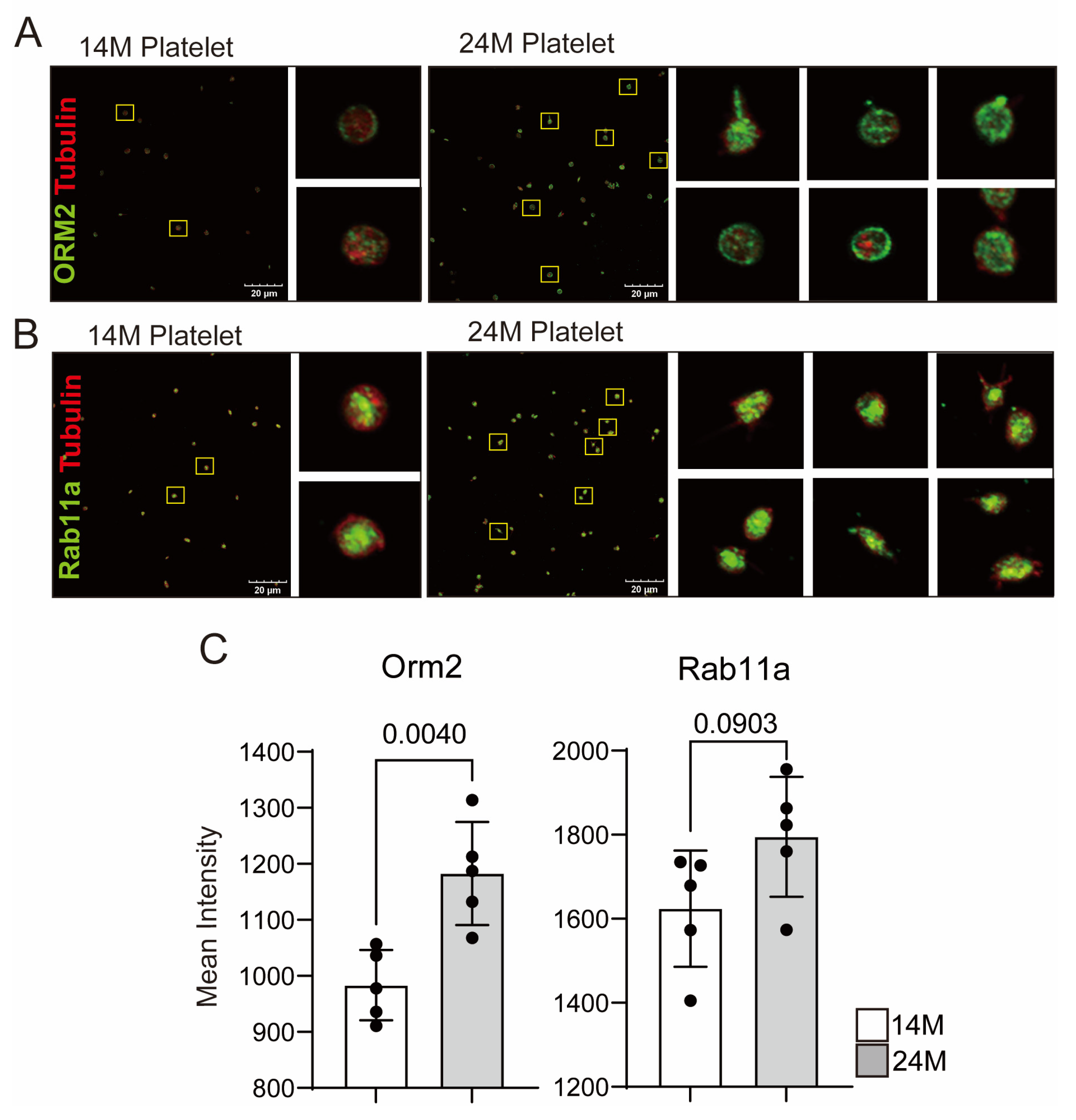 Biomedicines 11 02944 g006