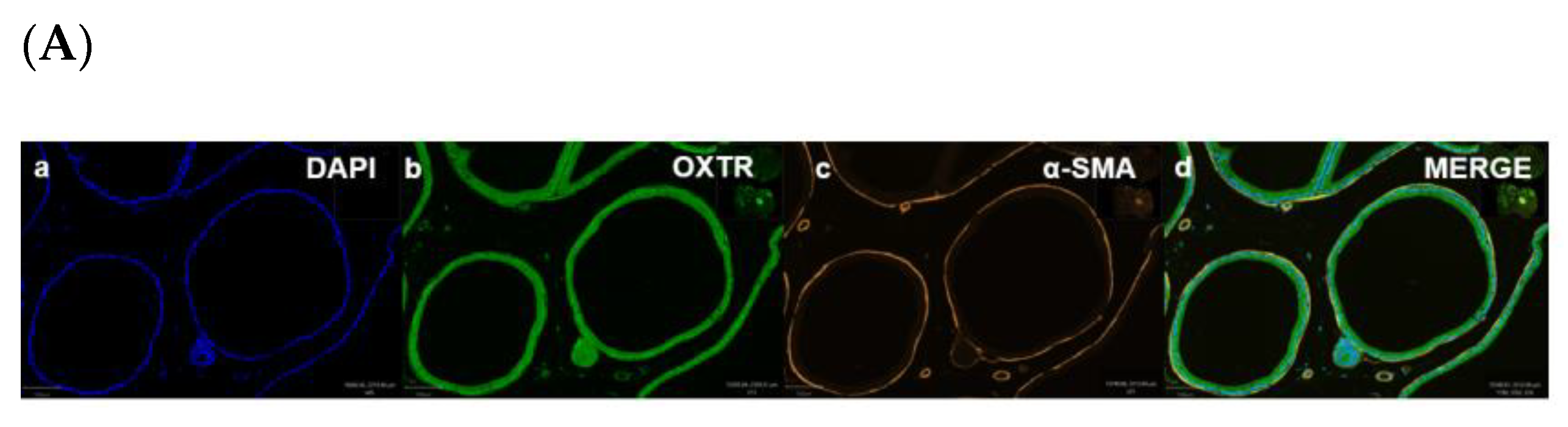 Biomedicines 11 02956 g006a