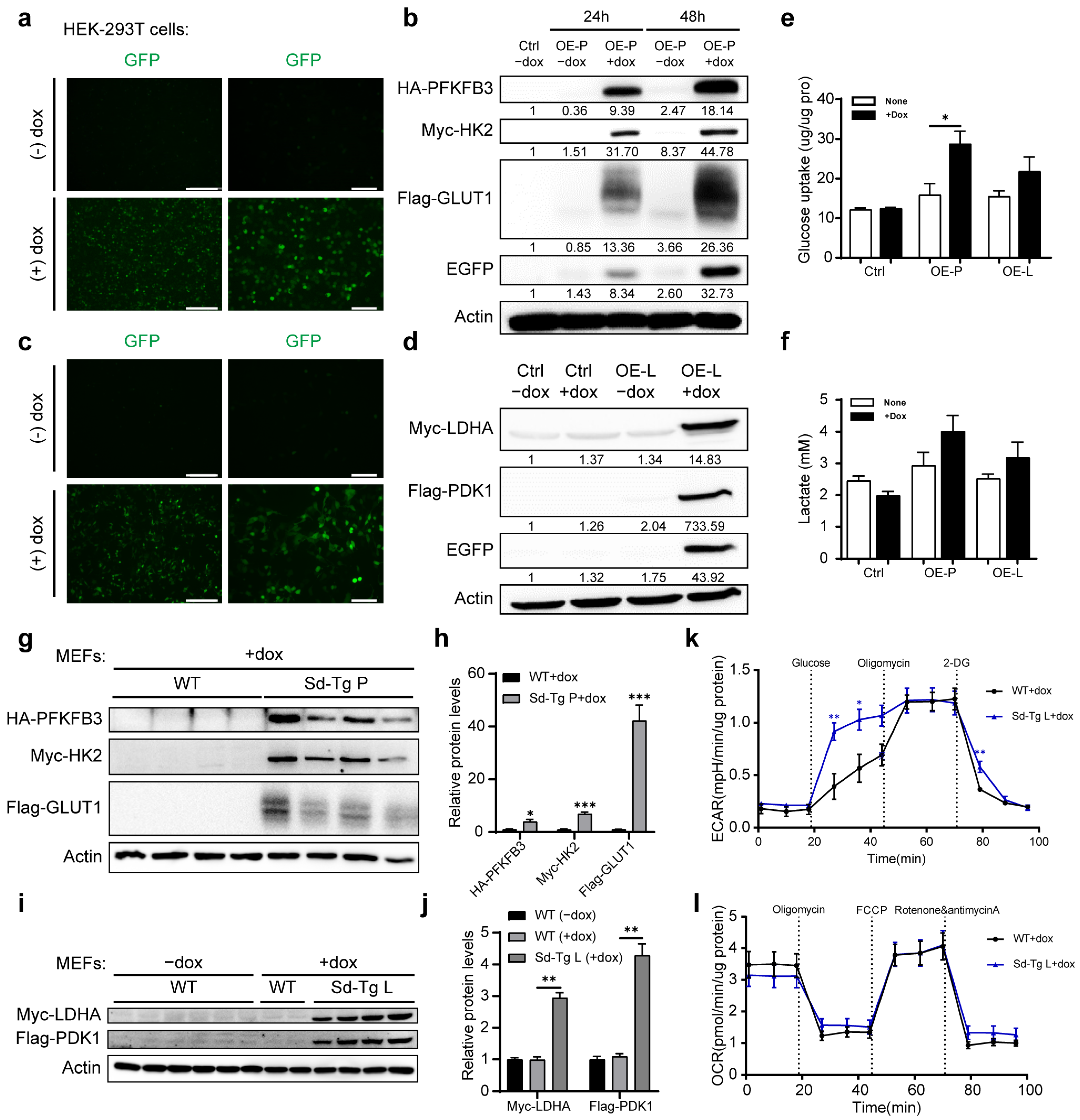 Biomedicines 11 02962 g001