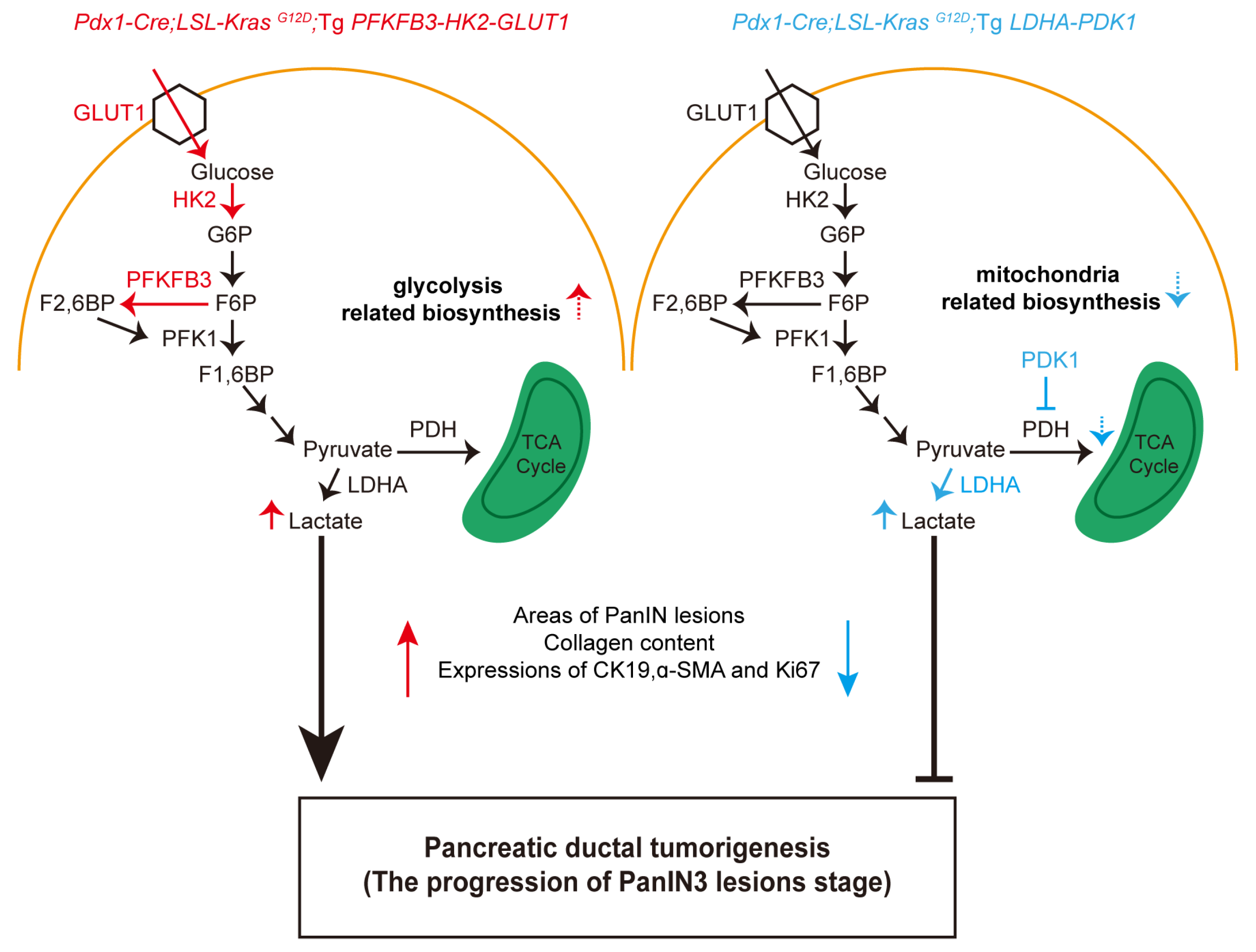 Biomedicines 11 02962 g005