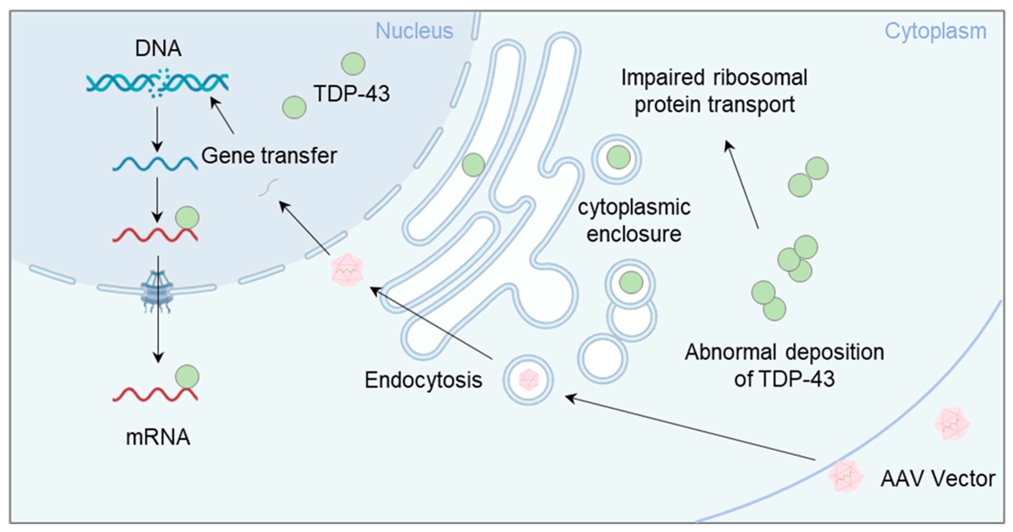 Biomedicines 11 02967 g002