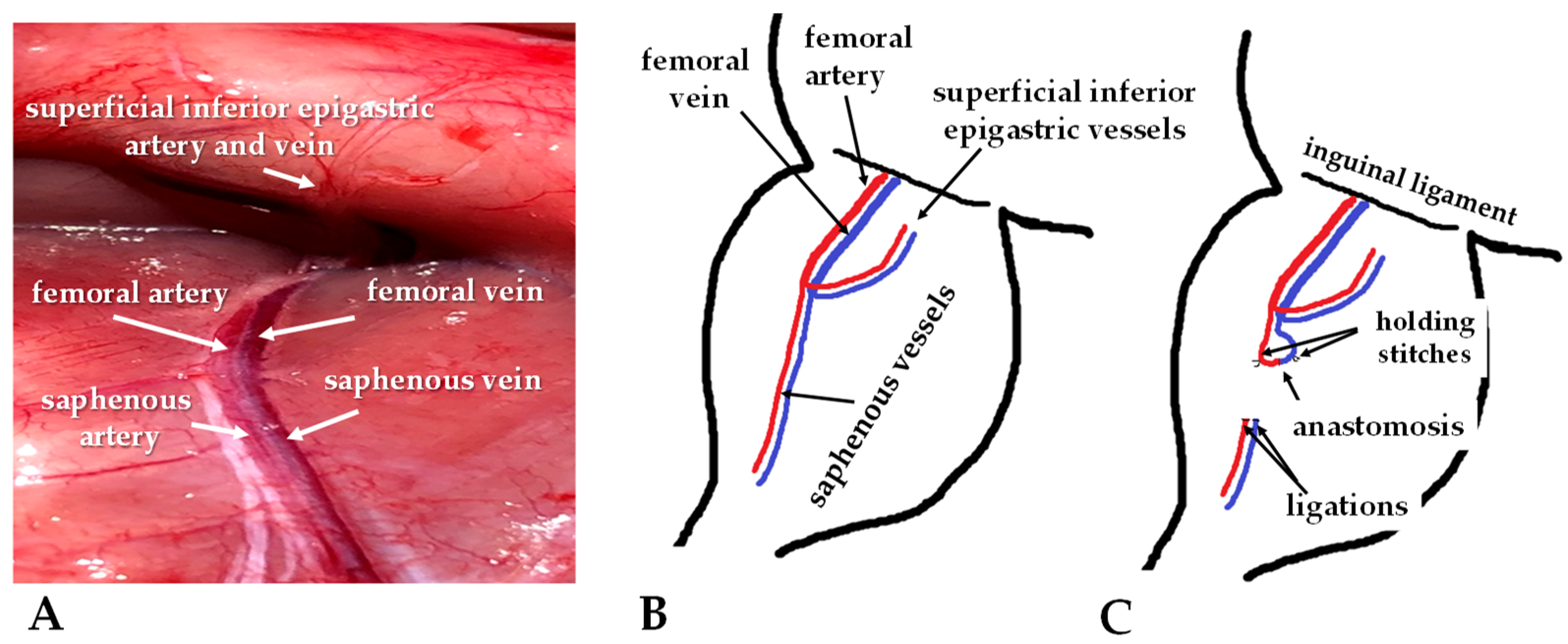 Biomedicines 11 02970 g001