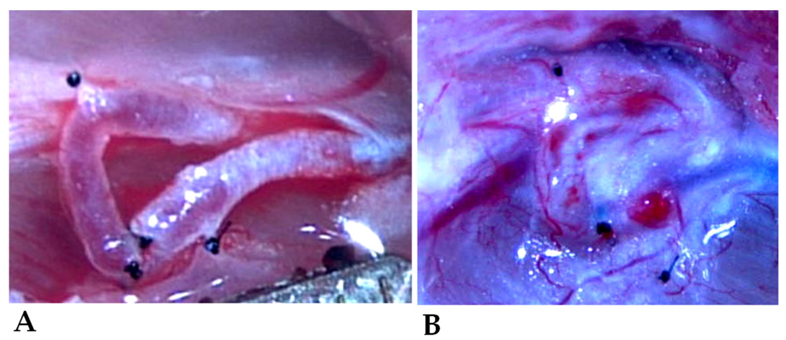 Biomedicines 11 02970 g002
