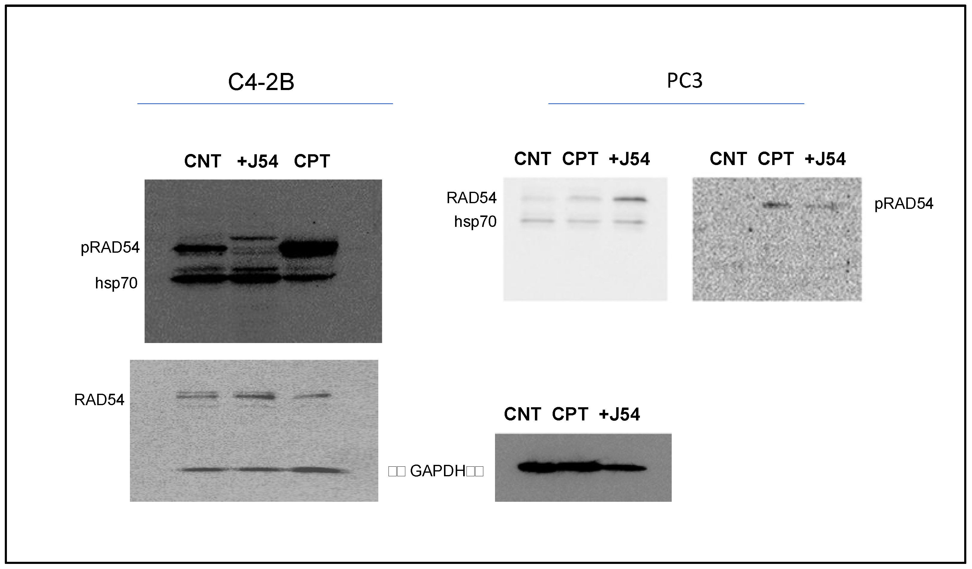 Biomedicines 11 02987 g002