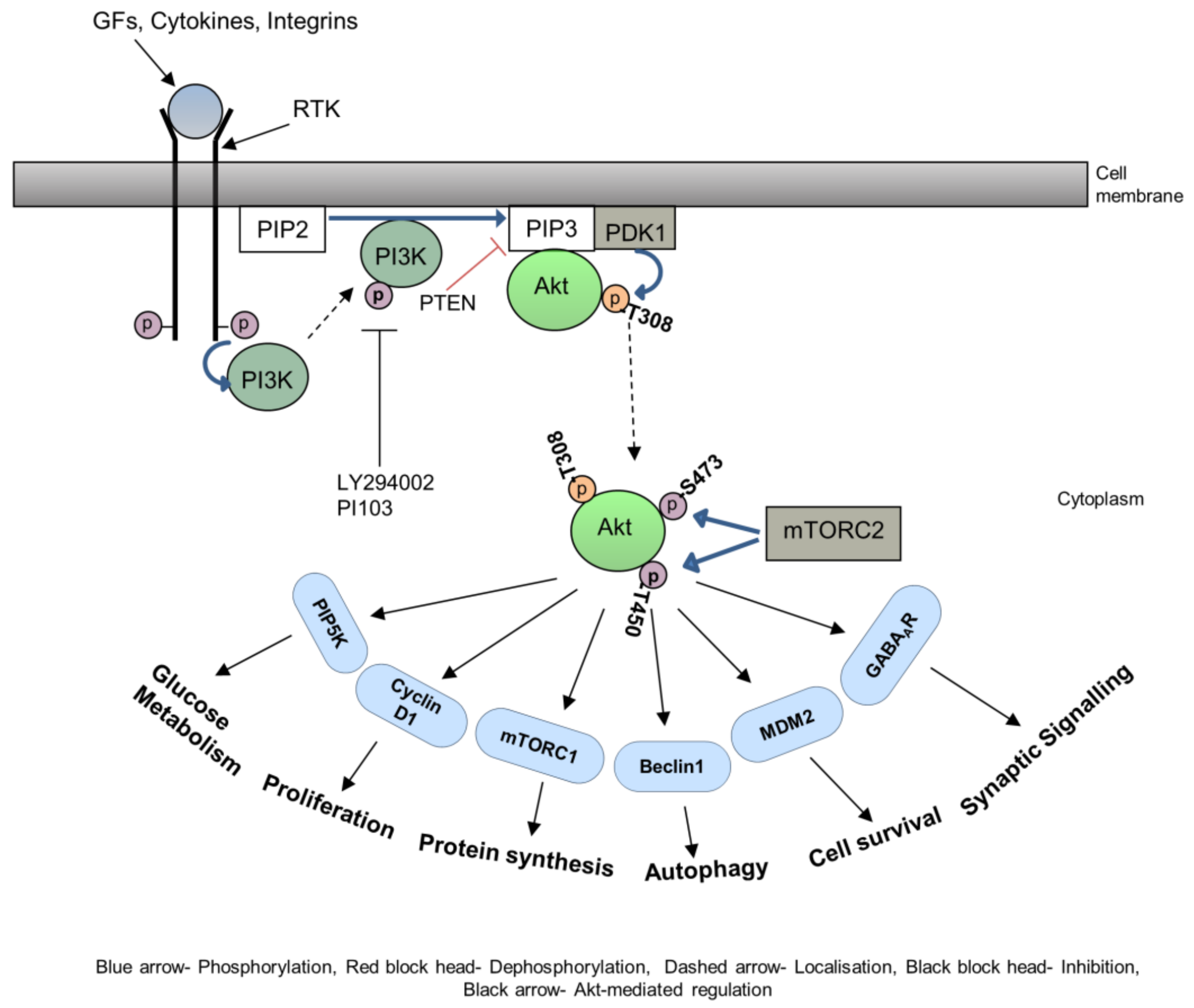 Biomedicines 11 03001 g002 Biomedicines 11 03001 g002