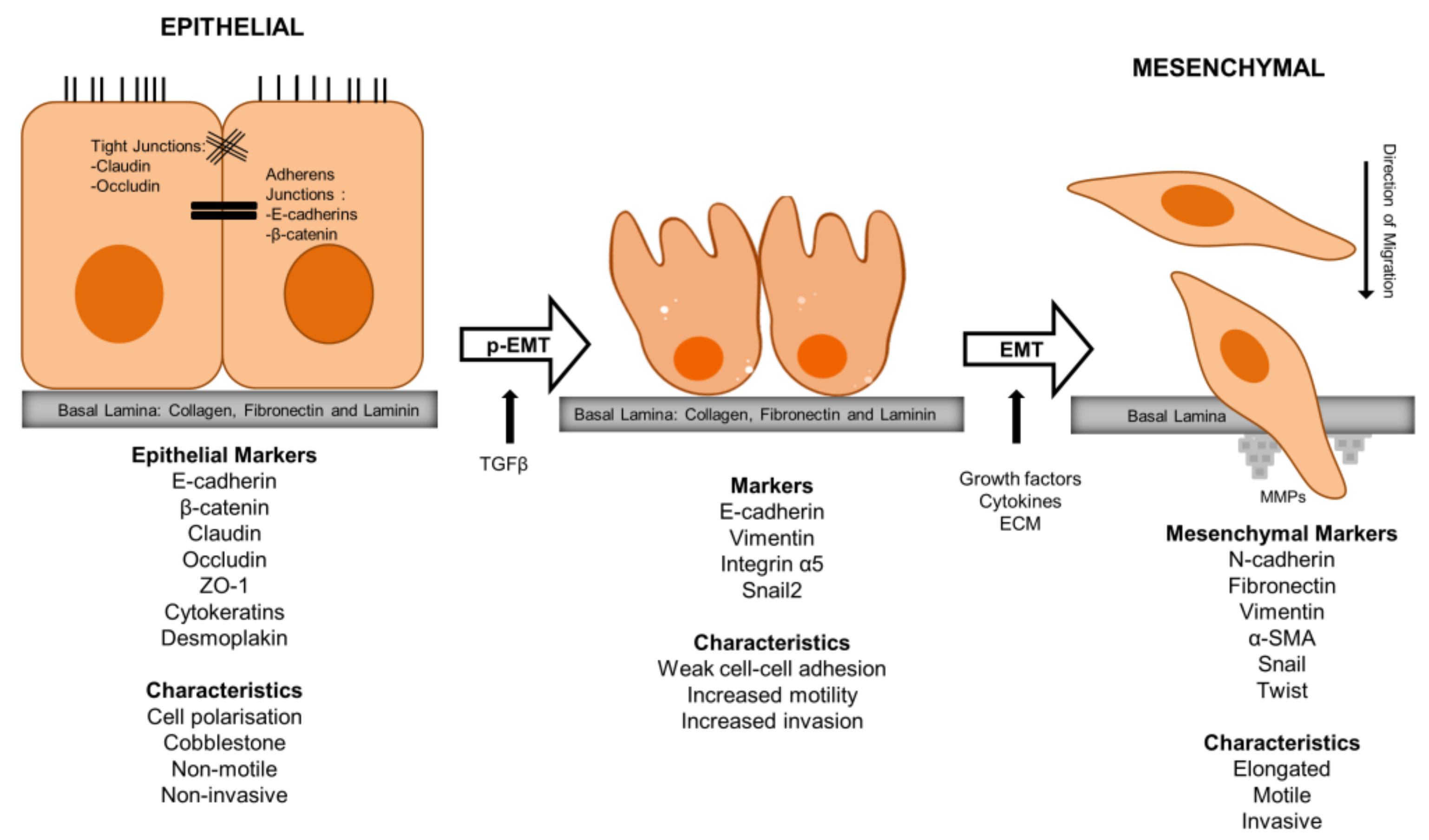 Biomedicines 11 03001 g003 Biomedicines 11 03001 g003
