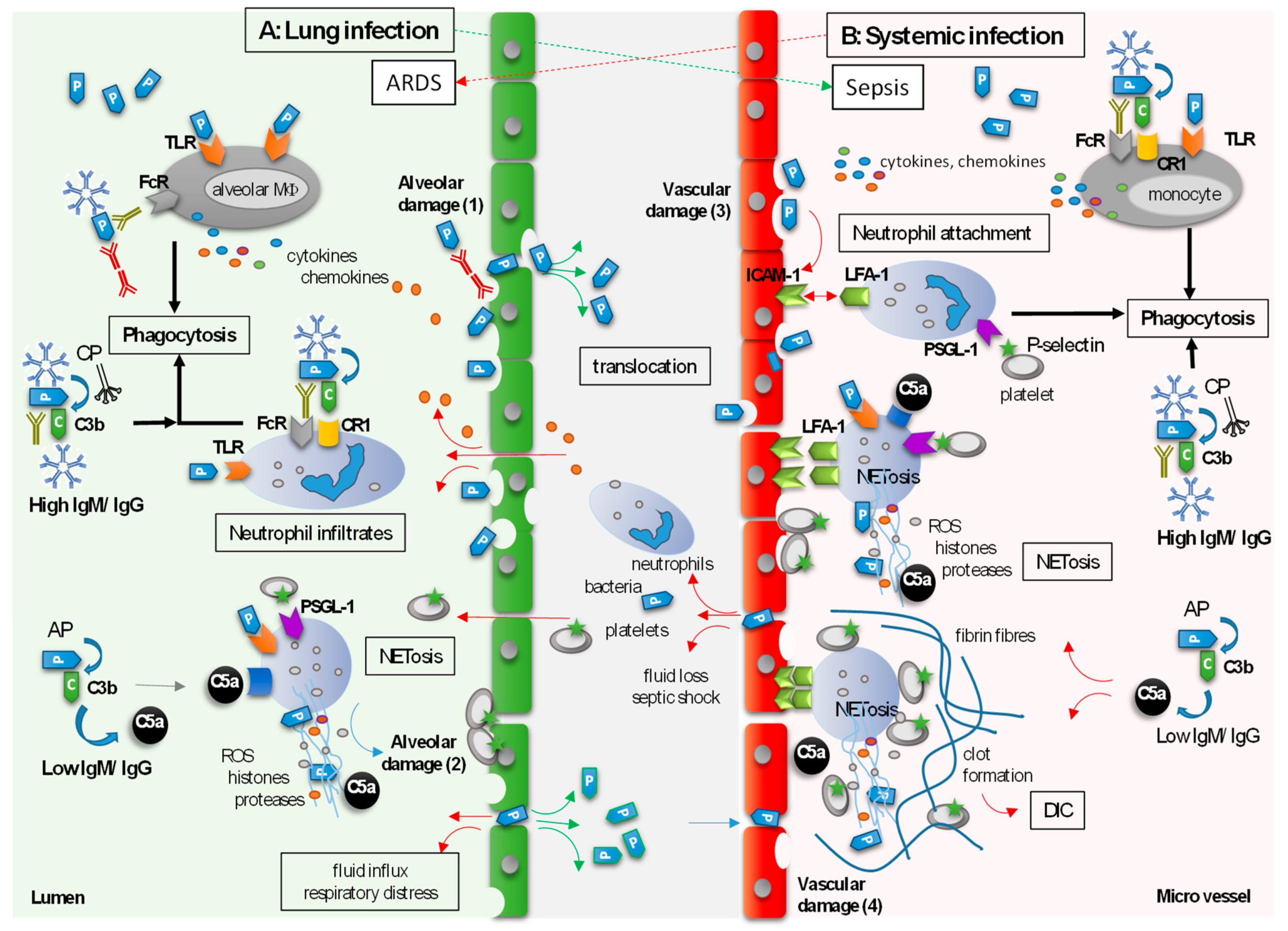 Biomedicines 11 03022 g002