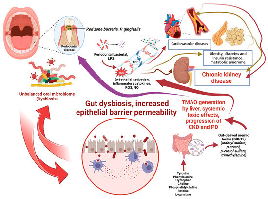 An Overview of Chronic Kidney Disease Pathophysiology: The Impact