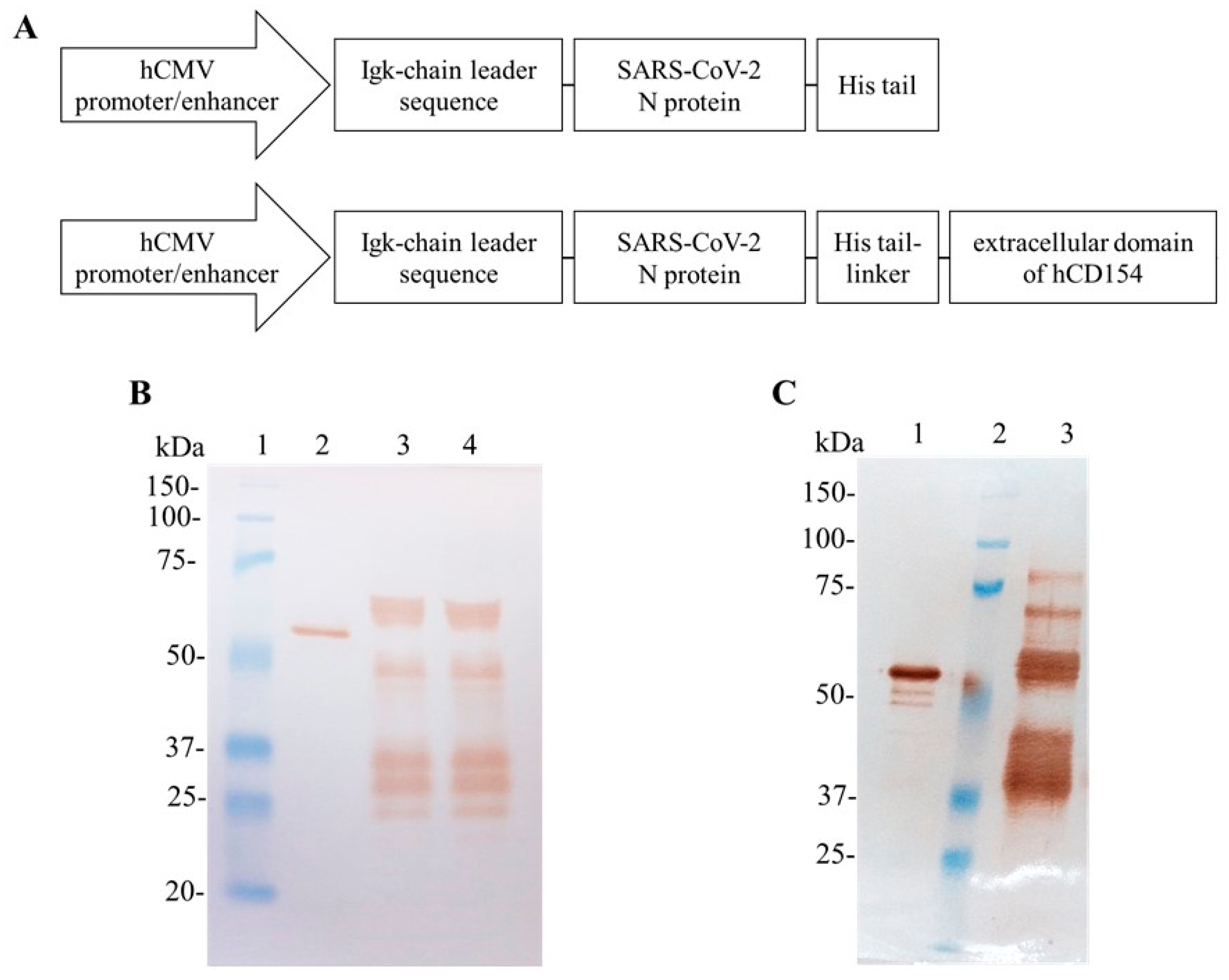 Biomedicines 11 03050 g001