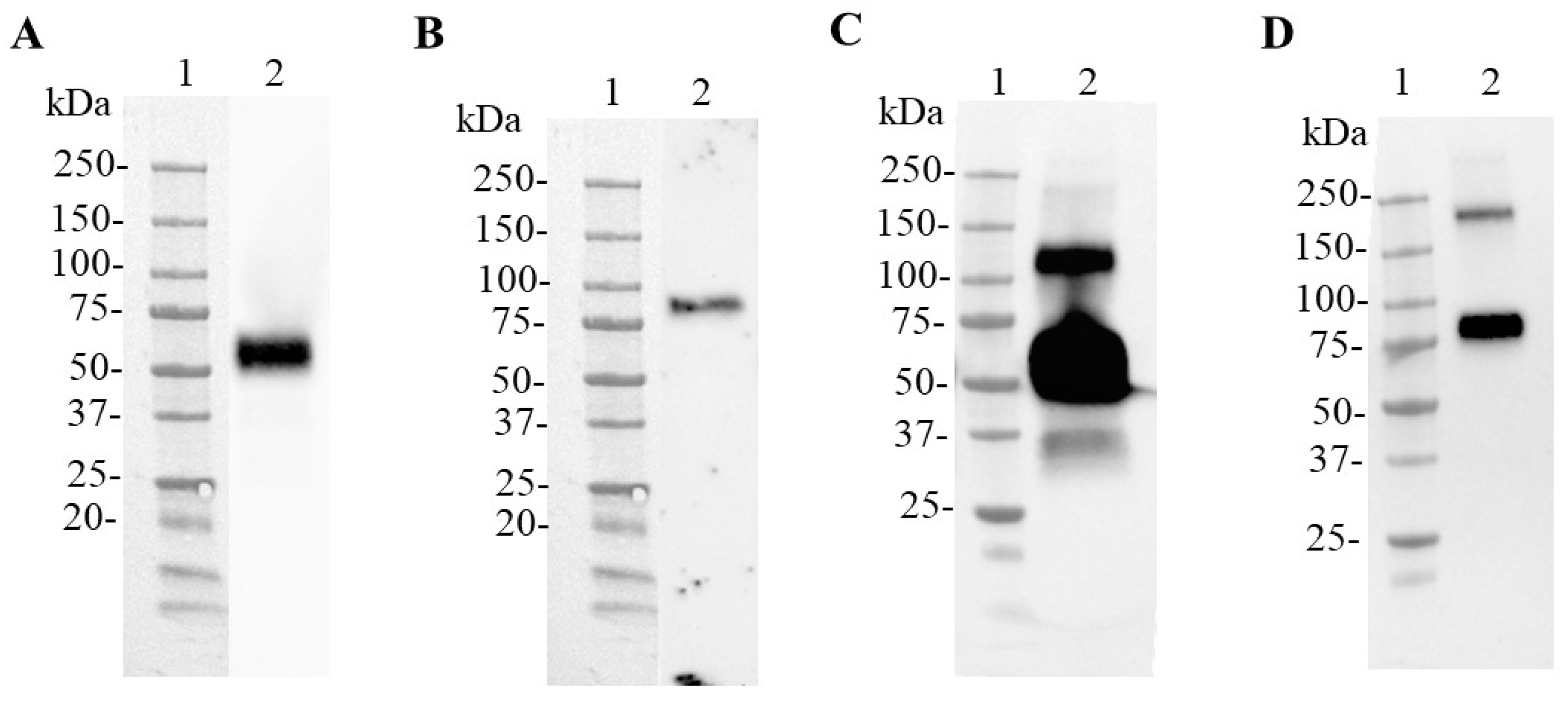 Biomedicines 11 03050 g002