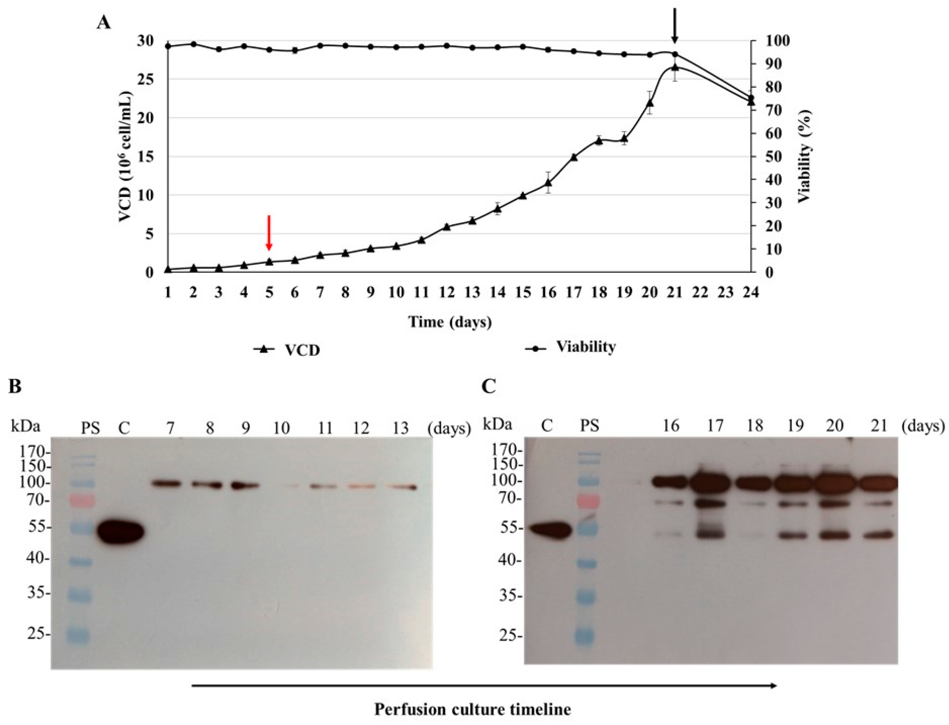 Biomedicines 11 03050 g009