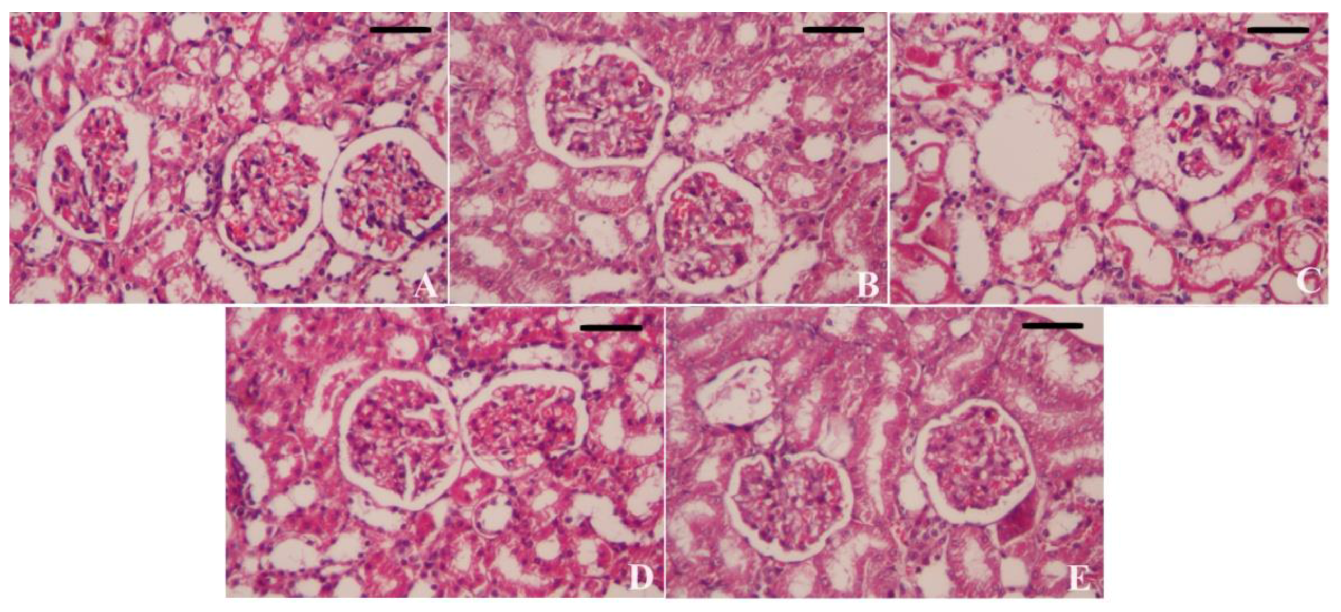 Biomedicines 11 03054 g009