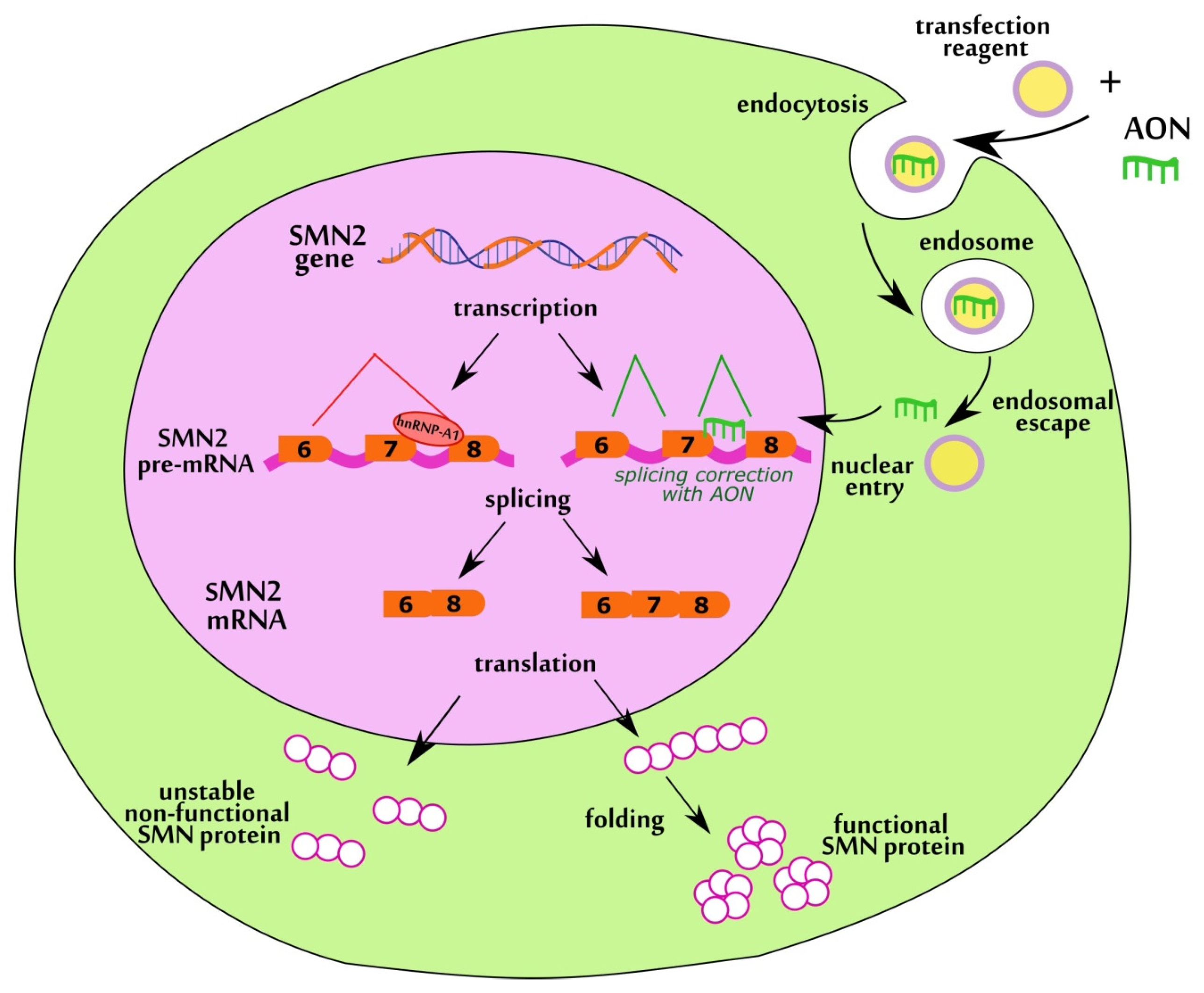 Biomedicines 11 03071 g001 Biomedicines 11 03071 g001