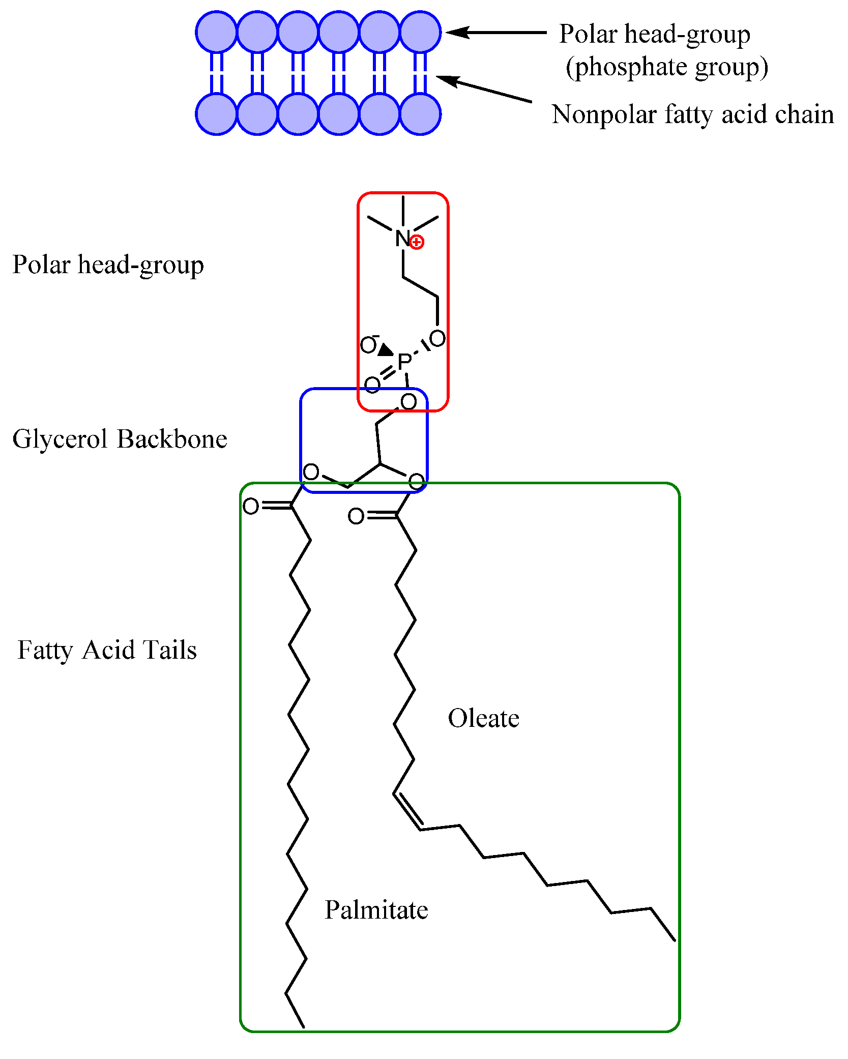 Biomedicines 11 03093 g002