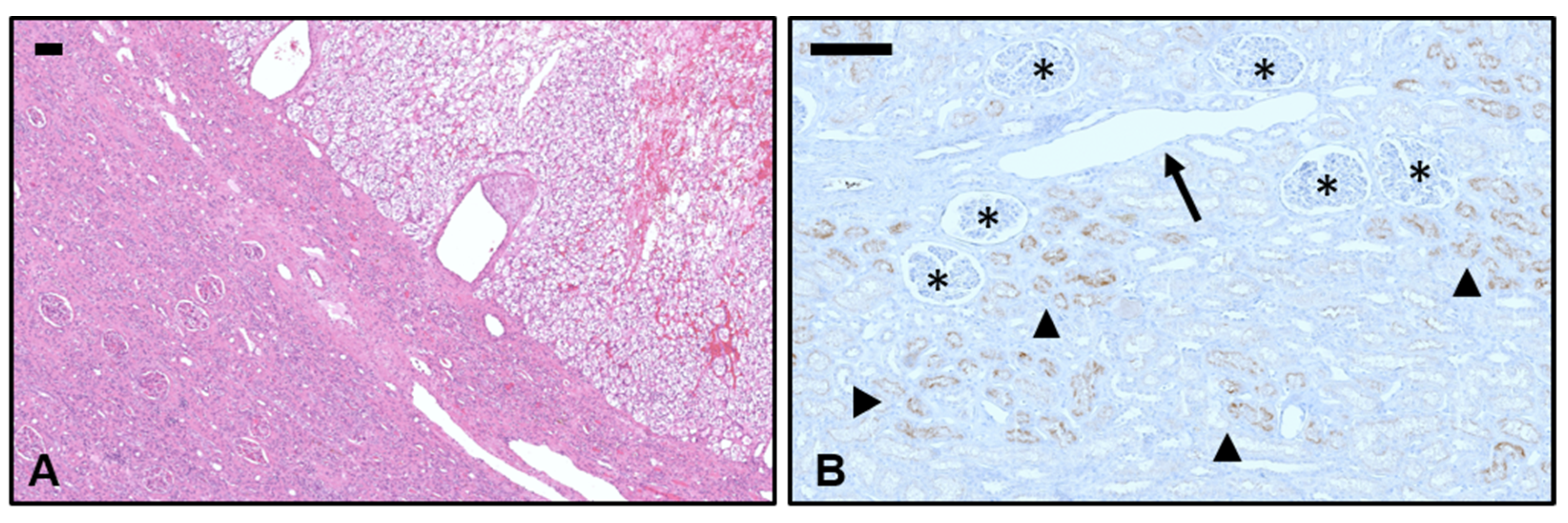 Biomedicines 11 03095 g002