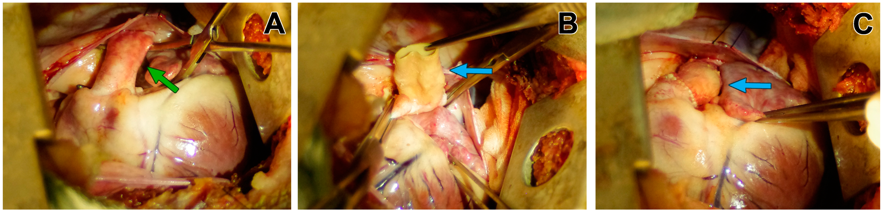 Biomedicines 11 03101 g002