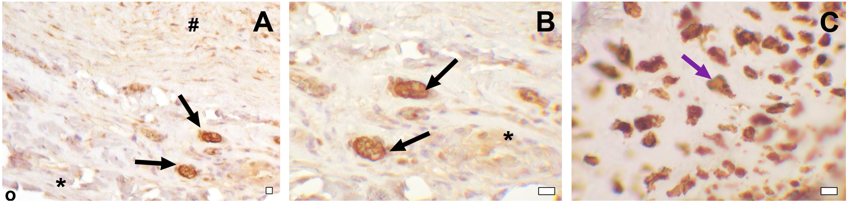 Biomedicines 11 03101 g006