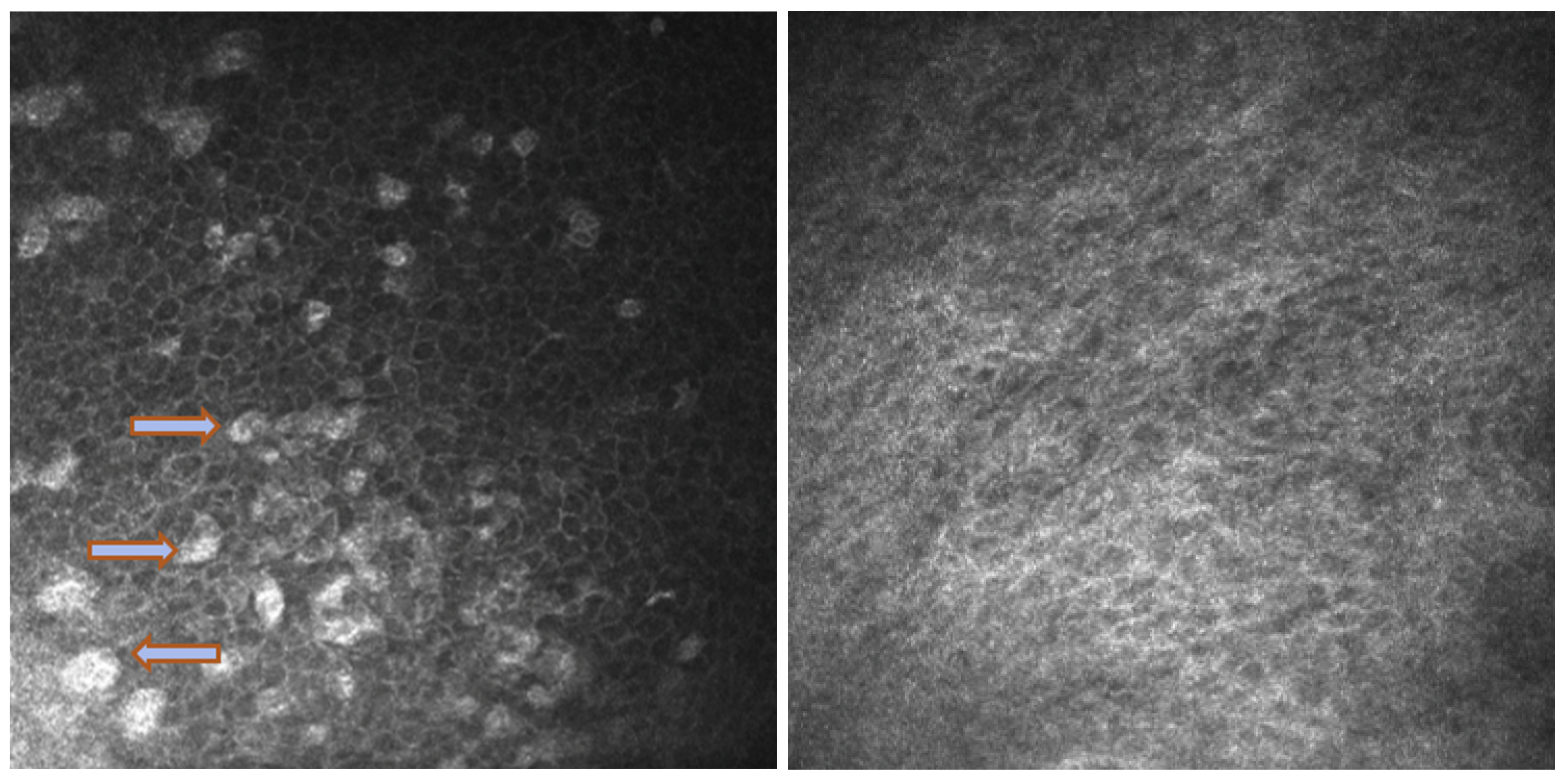 Biomedicines 11 03104 g005