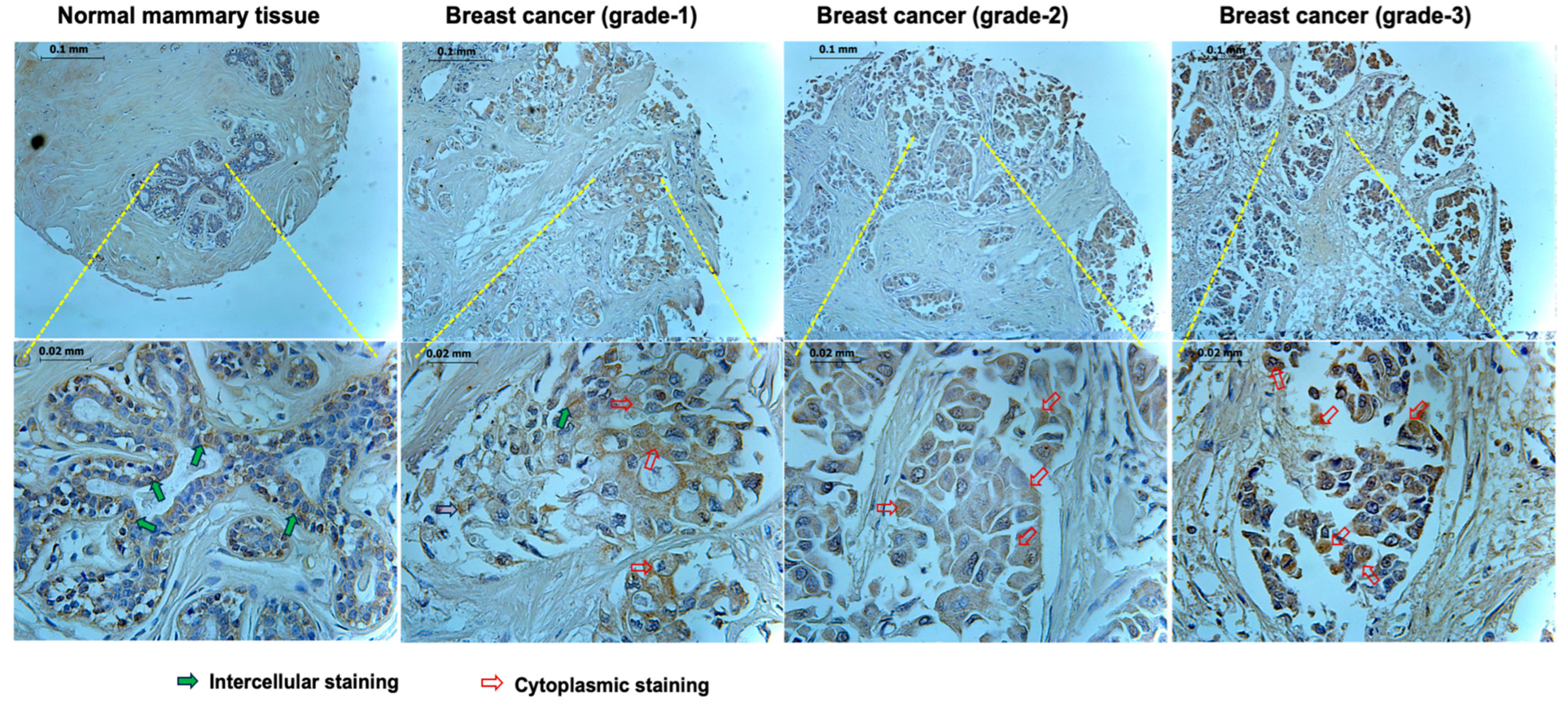 Biomedicines 11 03136 g001