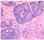 Biomedicines 11 03140 i007