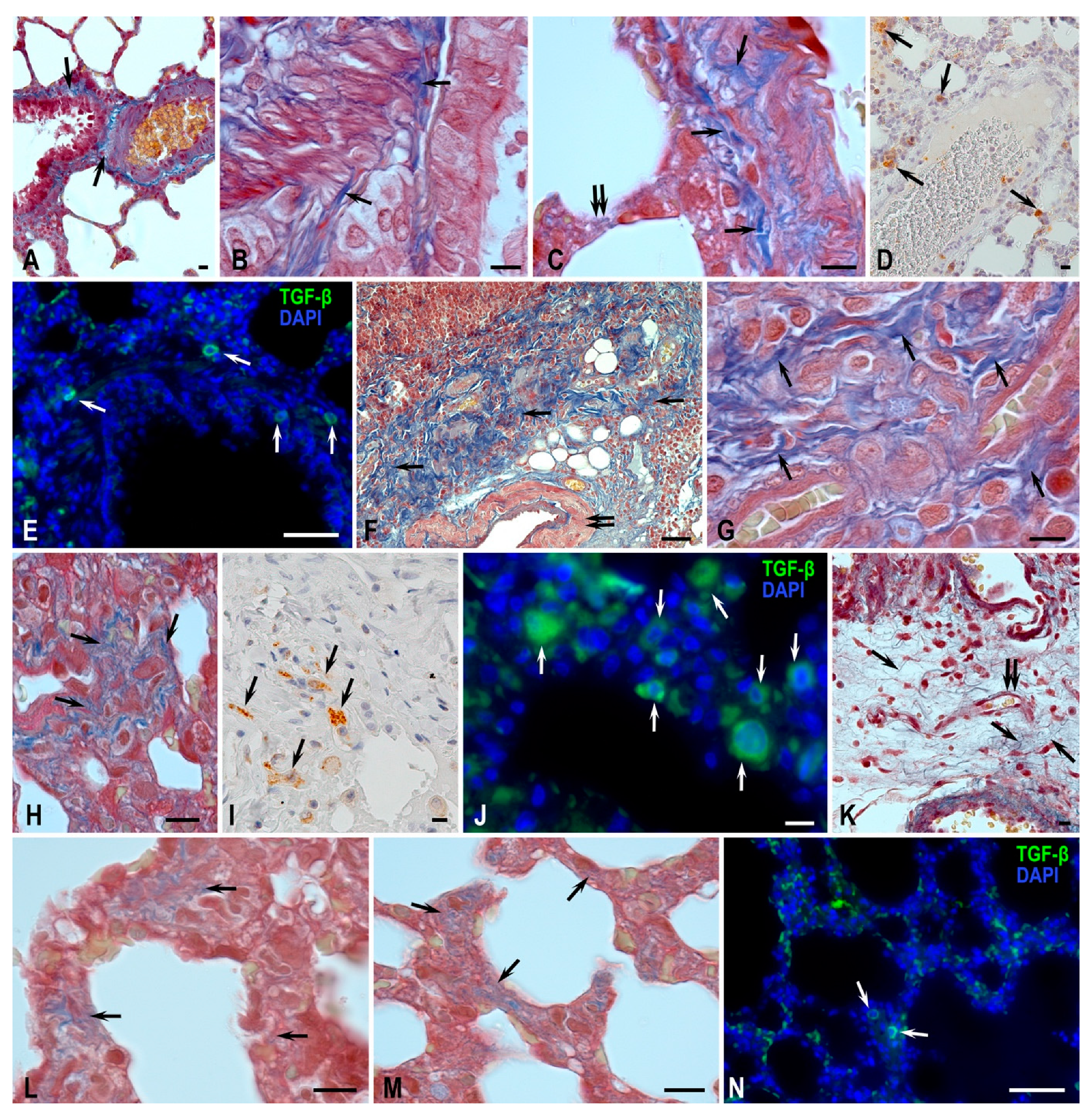 Biomedicines 11 03141 g005