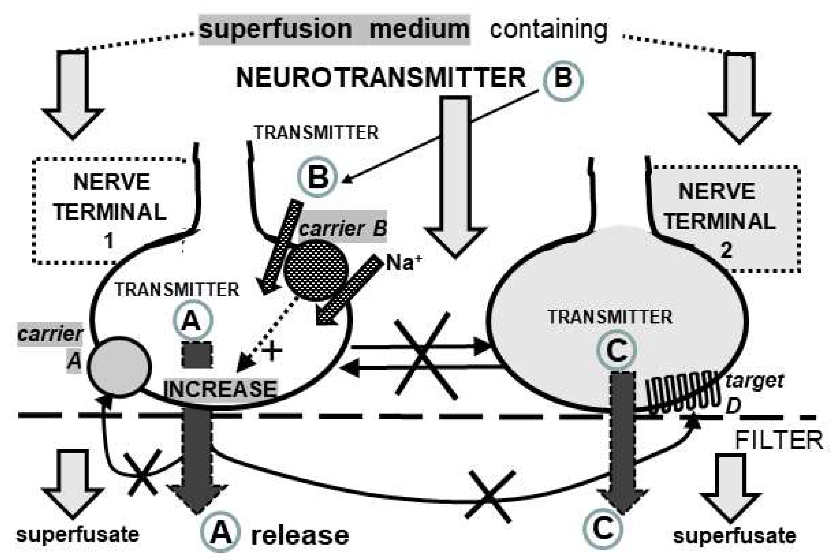 Biomedicines 11 03152 g001